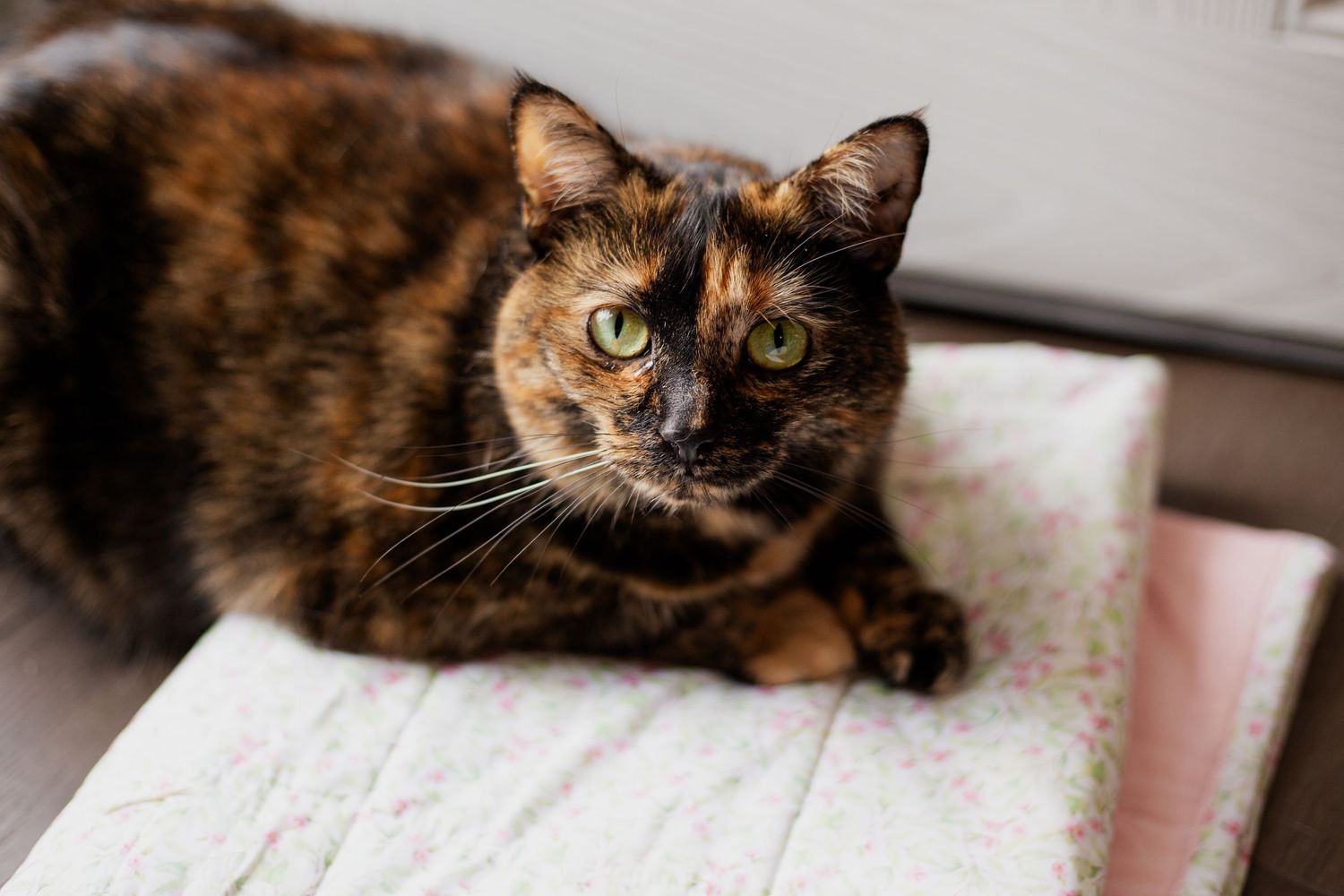 Pet photography Raleigh