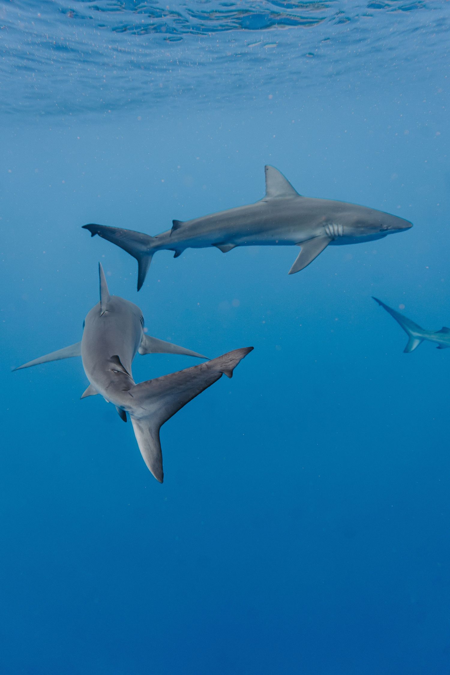 Grey reef sharks glide through crystal clear blue ocean waters.