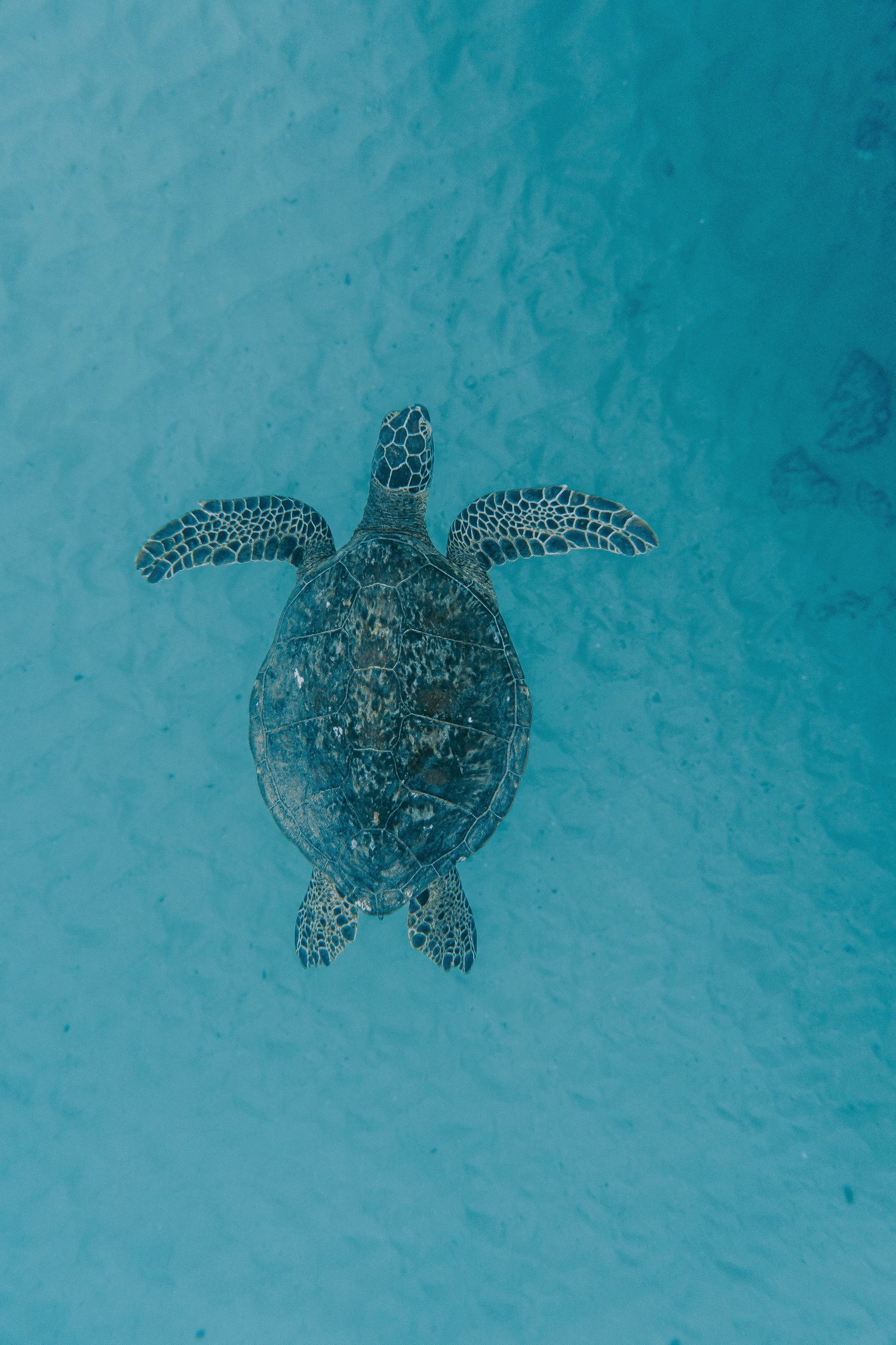 Sea turtles swimming gracefully through crystal clear turquoise waters viewed from above.