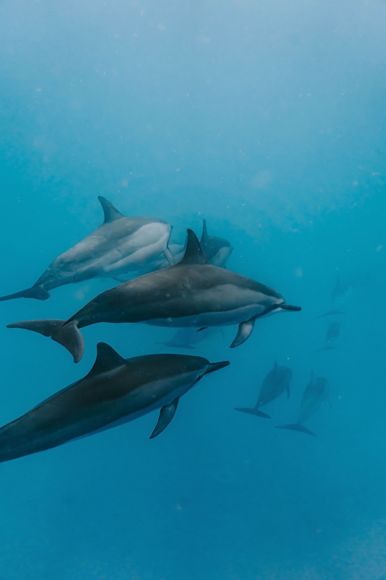 Pod of dolphins gracefully swimming together in turquoise ocean waters.