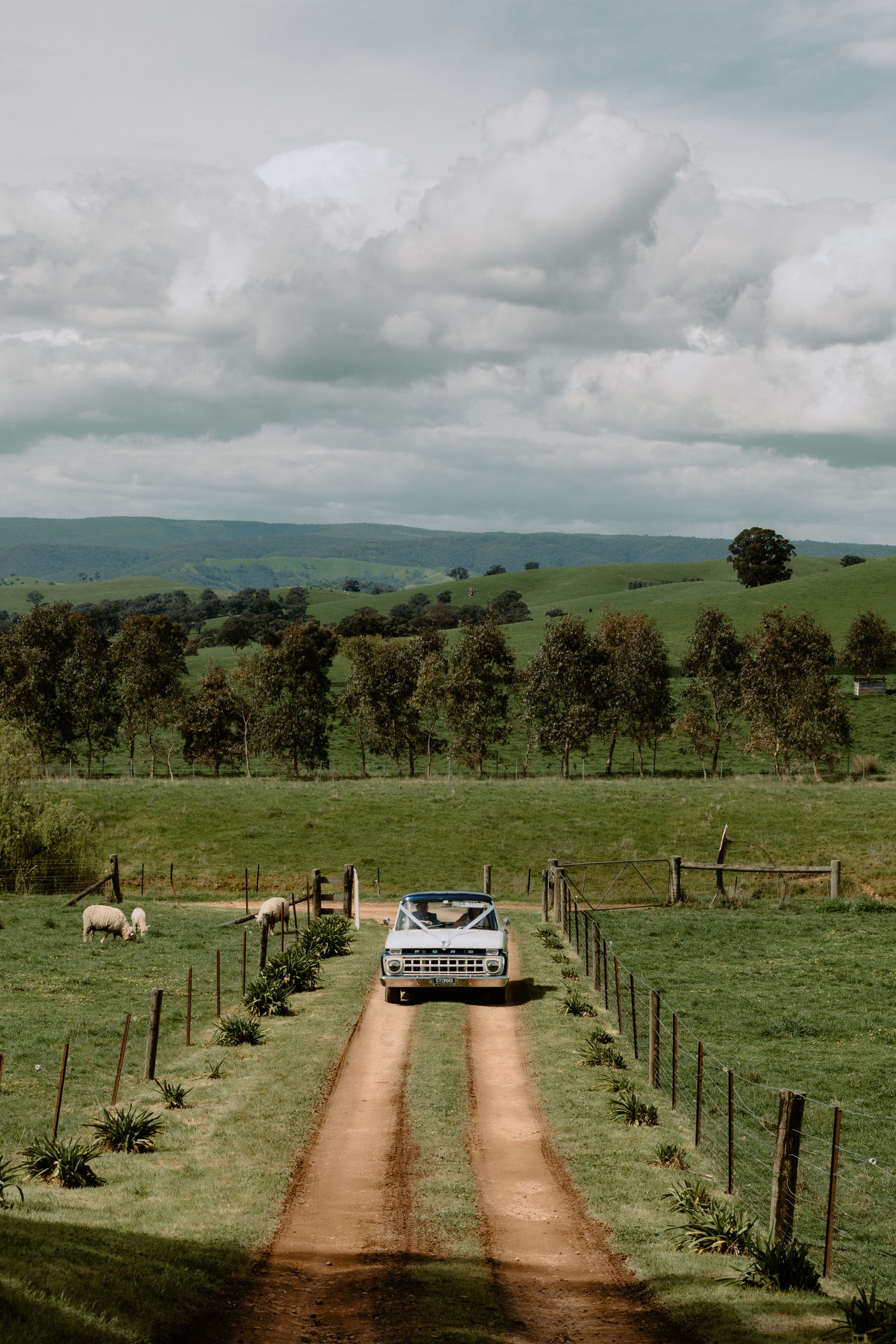 Vintage white Ford wedding truck driving down a dirt driveway on a rural Victorian farm estate with rolling green hills.