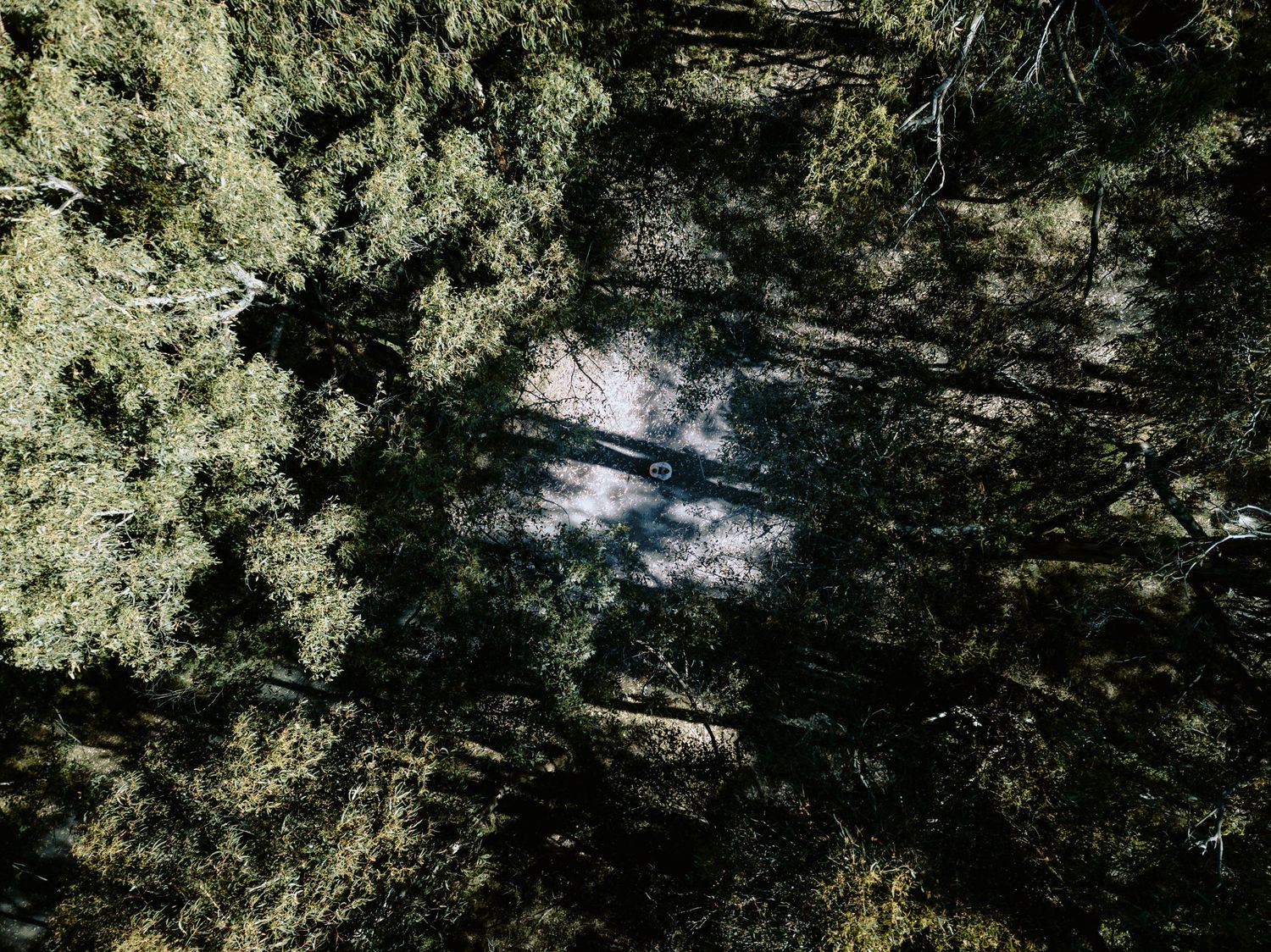 Unique drone-style overhead shot of an engaged couple standing together in a lush forest clearing for a rustic photoshoot.
