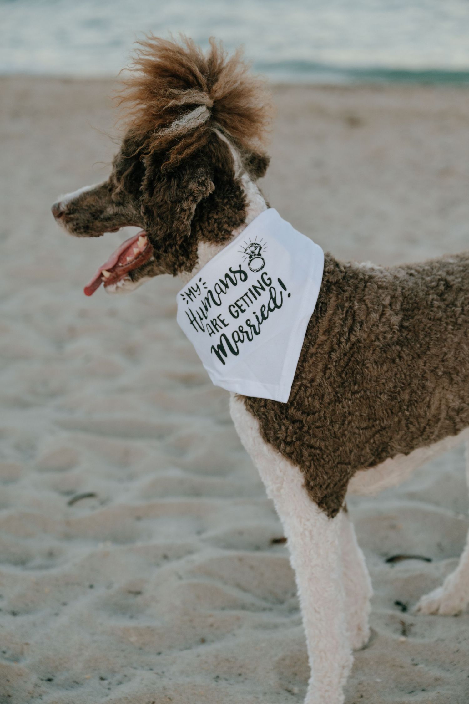 Curly-haired dog wearing a white bandana reading They're Getting Married on a sandy beach.