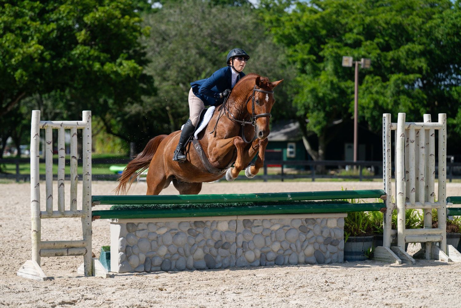Chestnut horse and rider in navy jacket jumping over a green and white fence at an equestrian show.