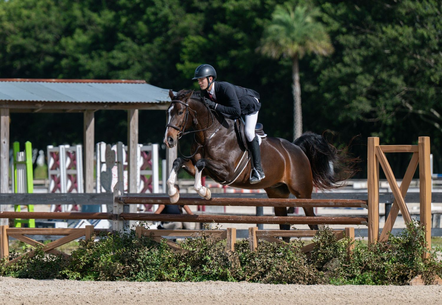 Equestrian rider on a dark bay horse jumping over a fence in an outdoor show jumping arena surrounded by trees.