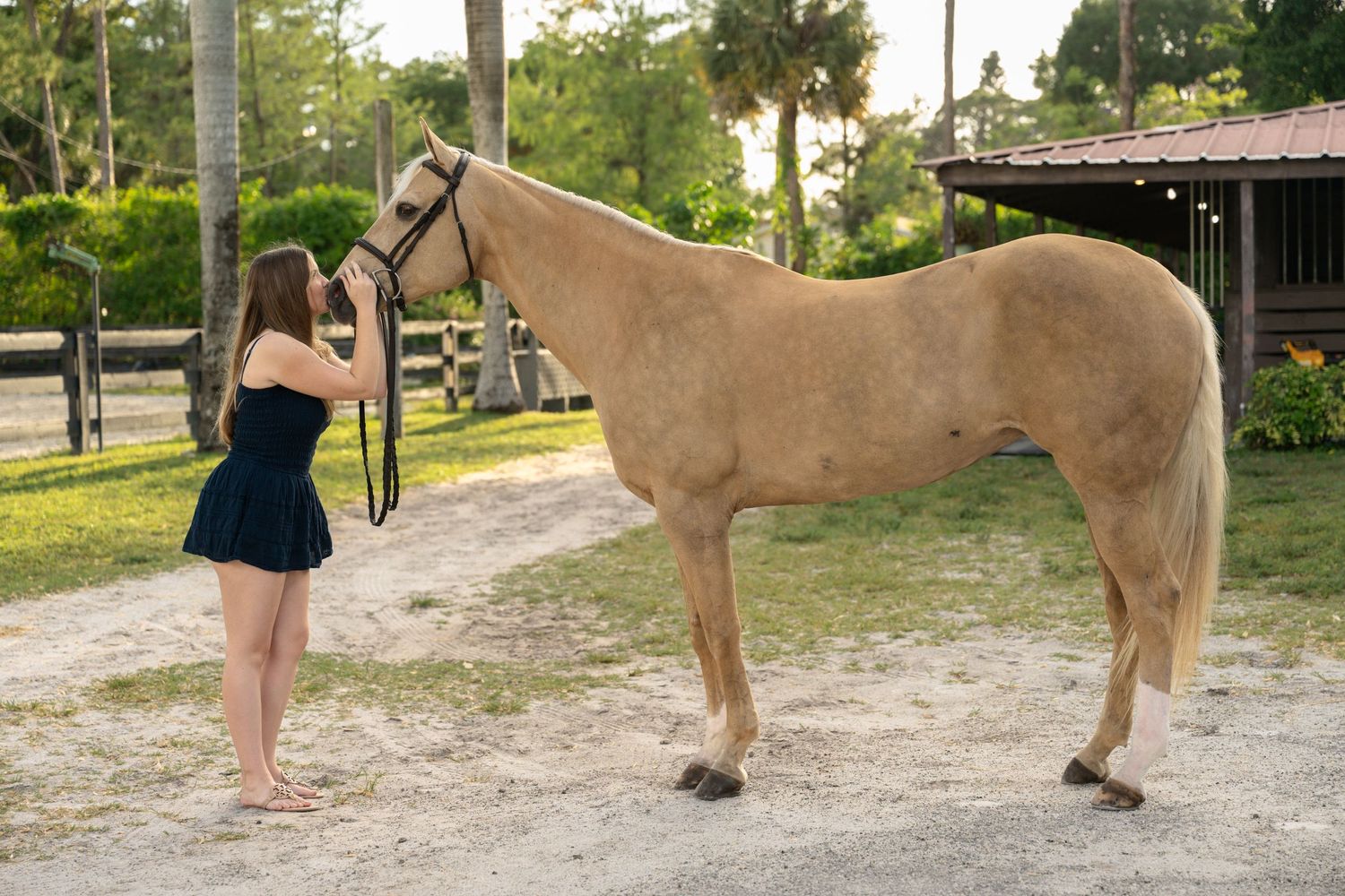 Young woman in black dress adjusts bridle on large palomino horse in sandy area near stable building.