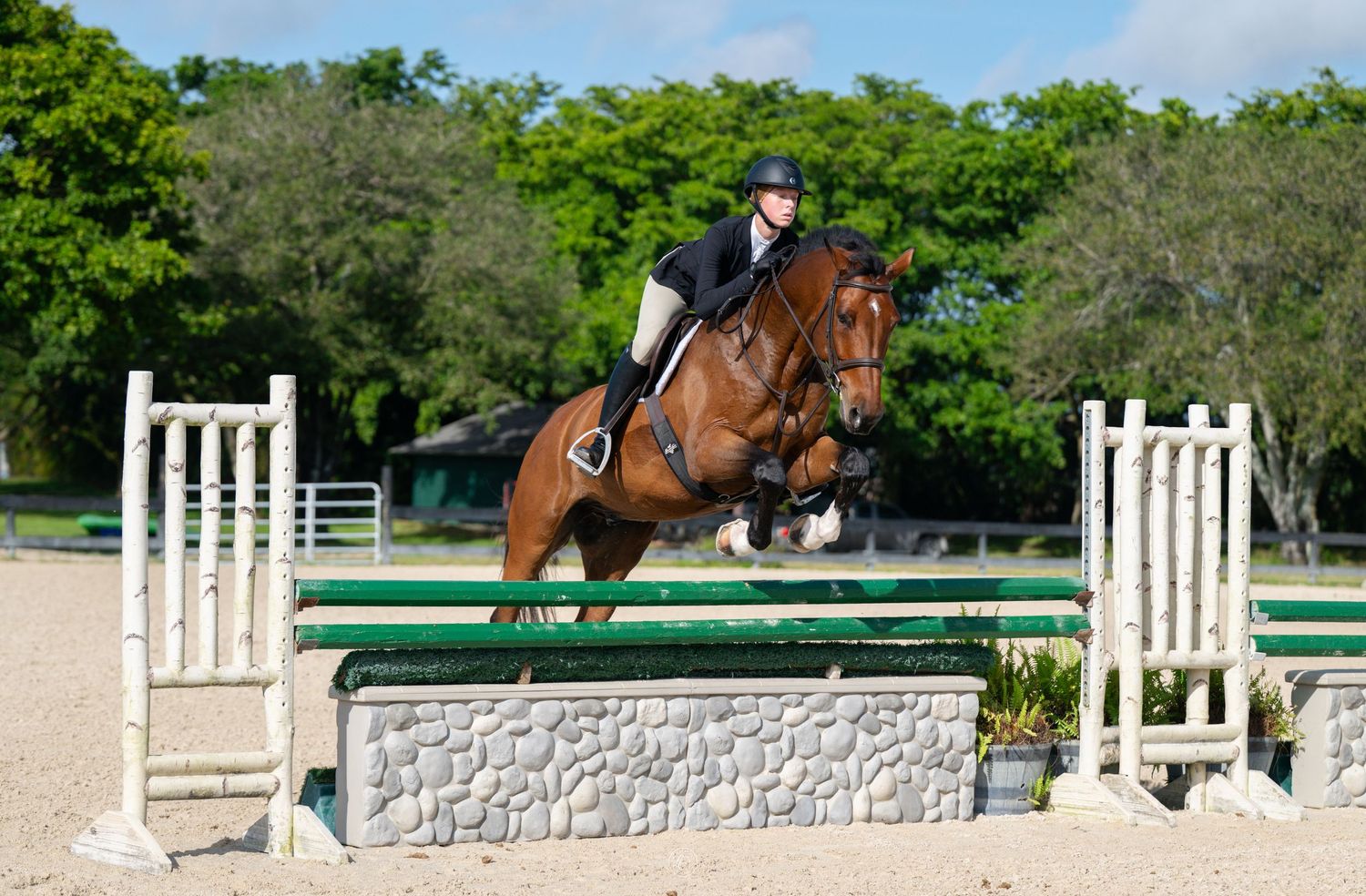 Equestrian rider on bay horse jumping over green and white fence obstacle at outdoor show jumping competition.