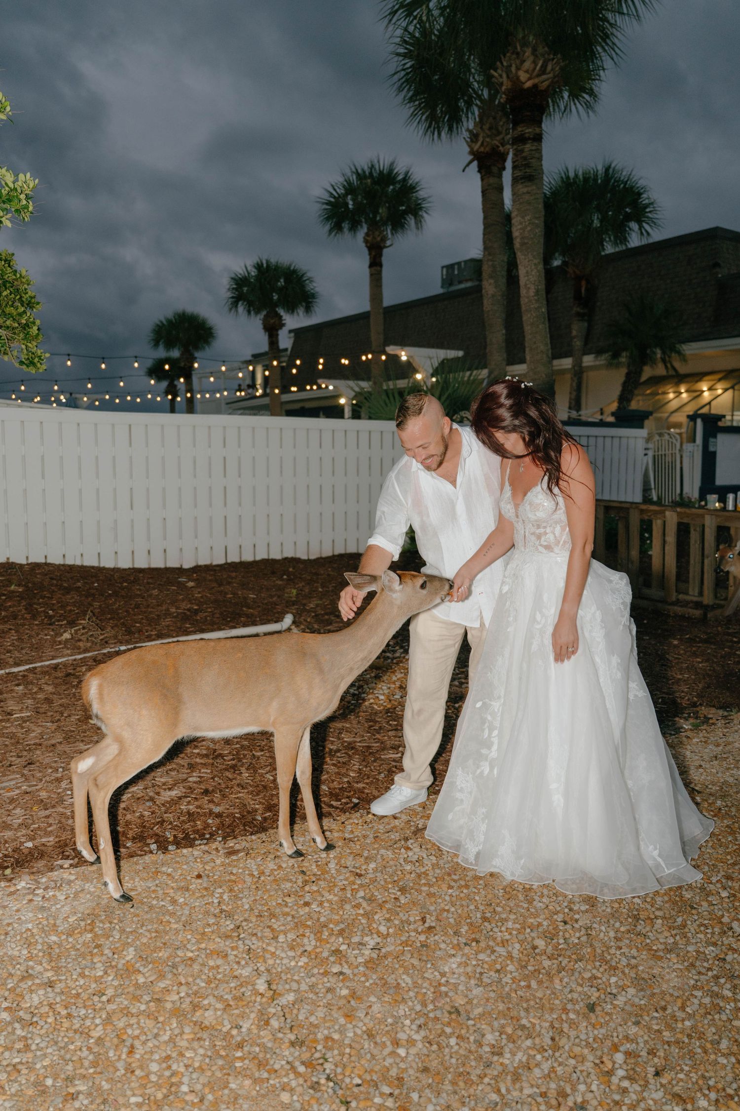 Bride and groom in white wedding attire feeding a deer outdoors at dusk with palm trees and string lights.