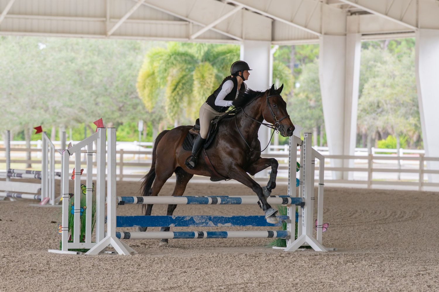 Equestrian rider in black helmet jumping a bay horse over colorful blue and white show jumping poles indoors.