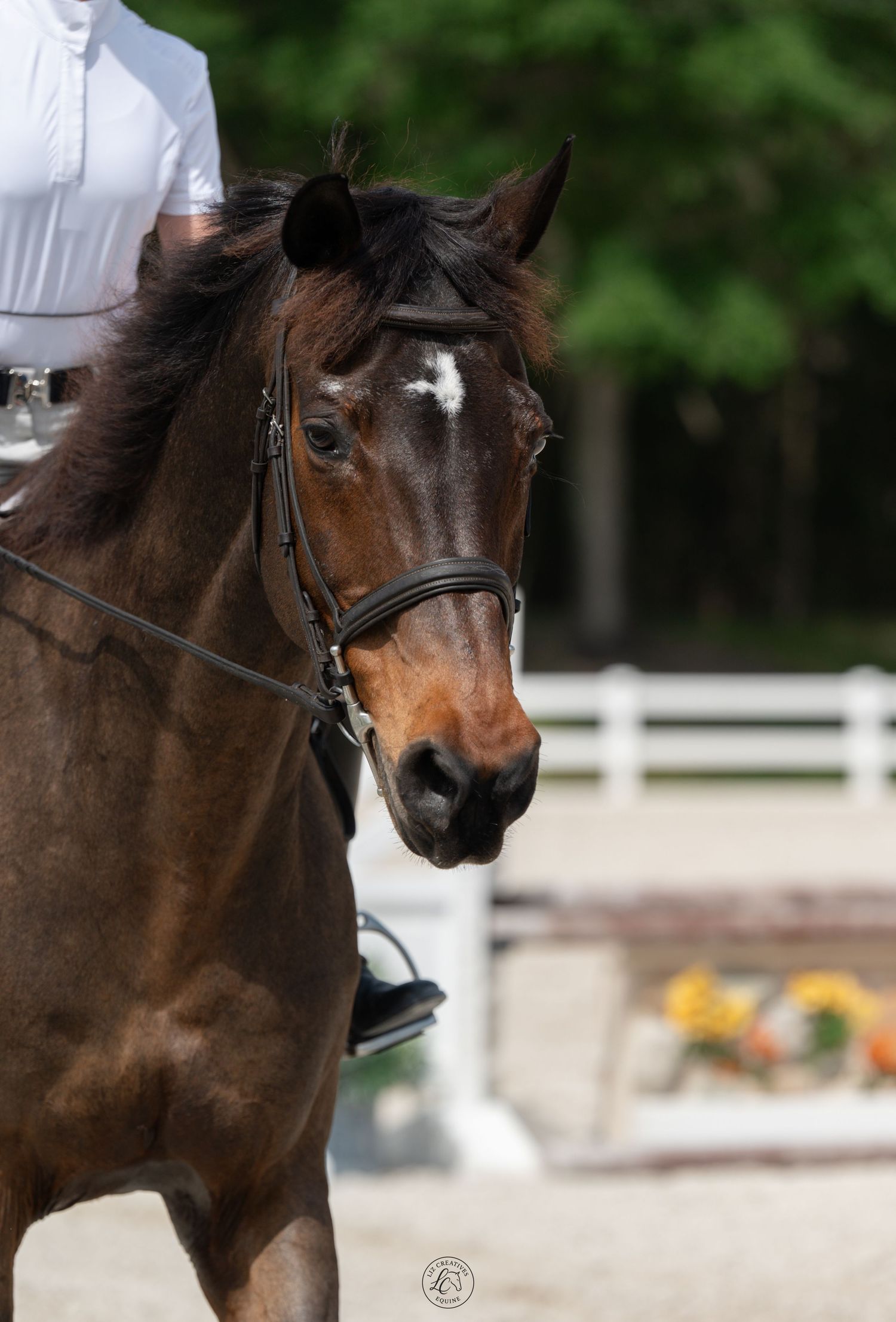 Close-up portrait of a bay horse with a white star wearing a bridle during an equestrian competition.