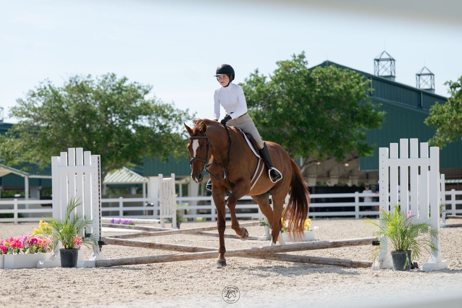 Young rider in white shirt and helmet cantering chestnut horse near decorative jumps in sunny show arena.