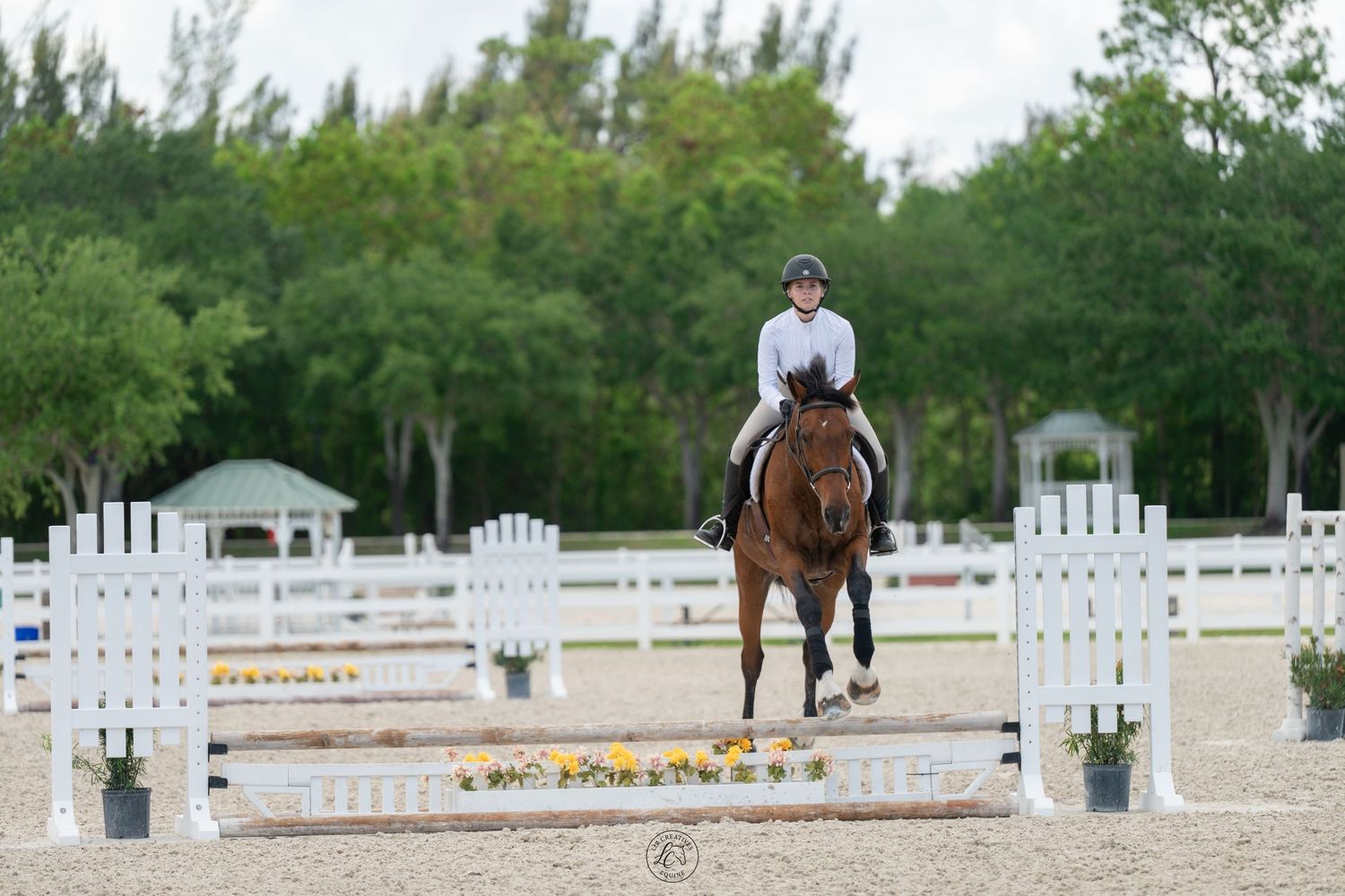 Equestrian rider on a bay horse trotting through a white jump course in an outdoor show arena.