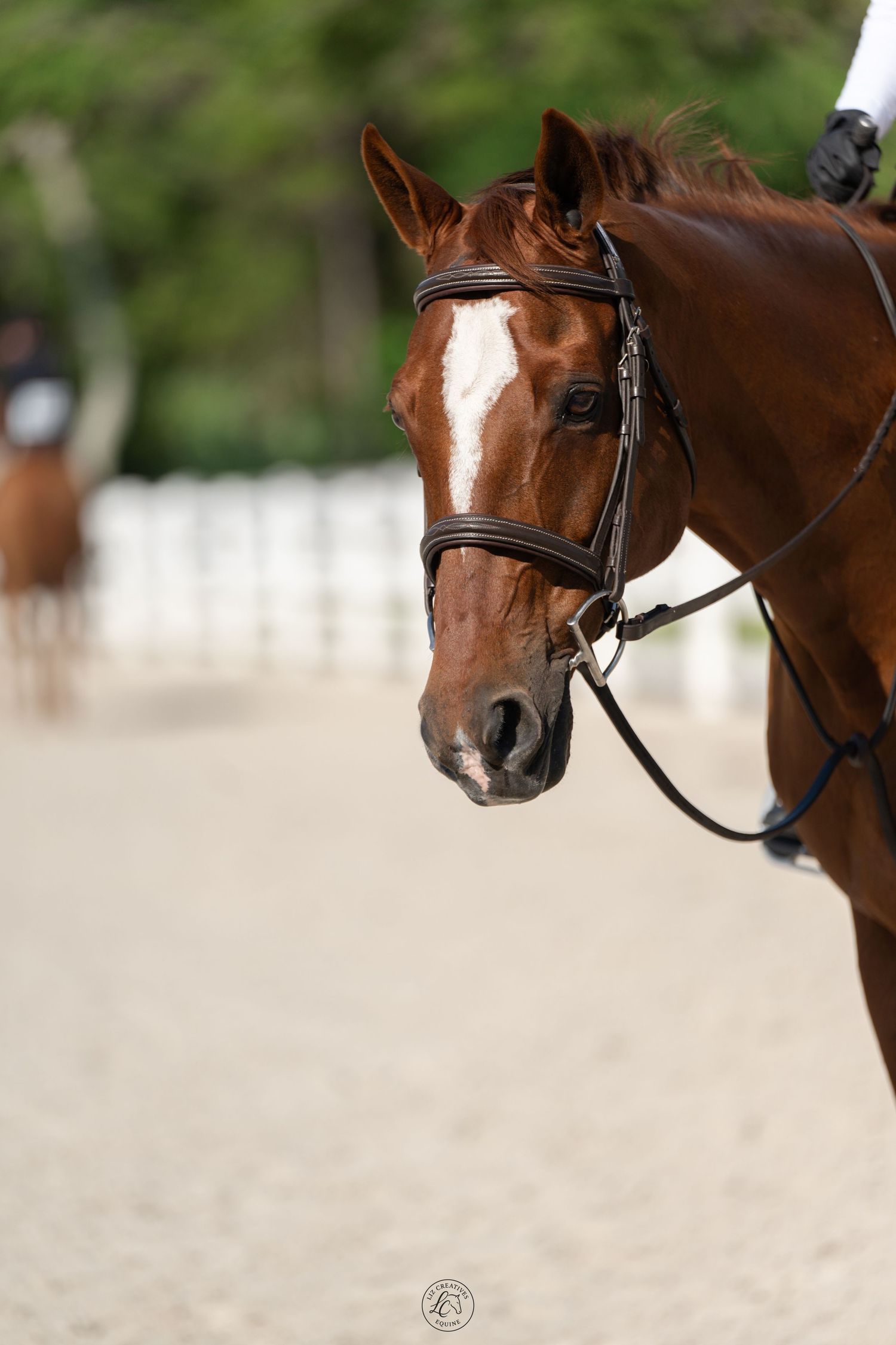 Close-up portrait of a chestnut horse with white blaze wearing a dark leather bridle in outdoor arena.