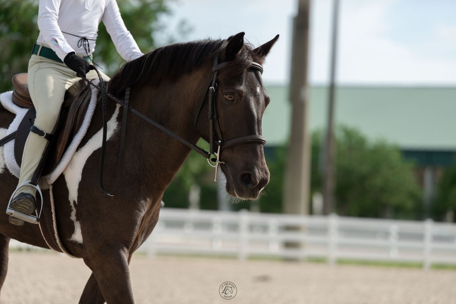 Close-up of dark horse with bridle and rider in white breeches at outdoor equestrian event.