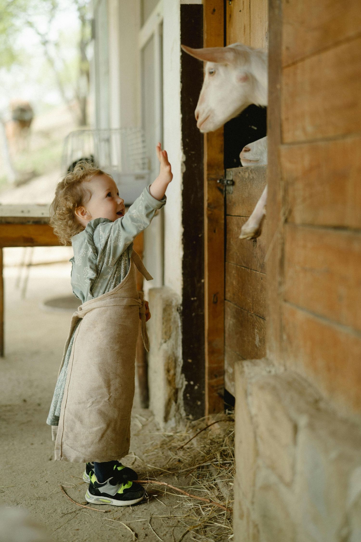 Kingman Arizona Family Photography A small child interacts with a white goat through a stable window in a rustic barn setting.