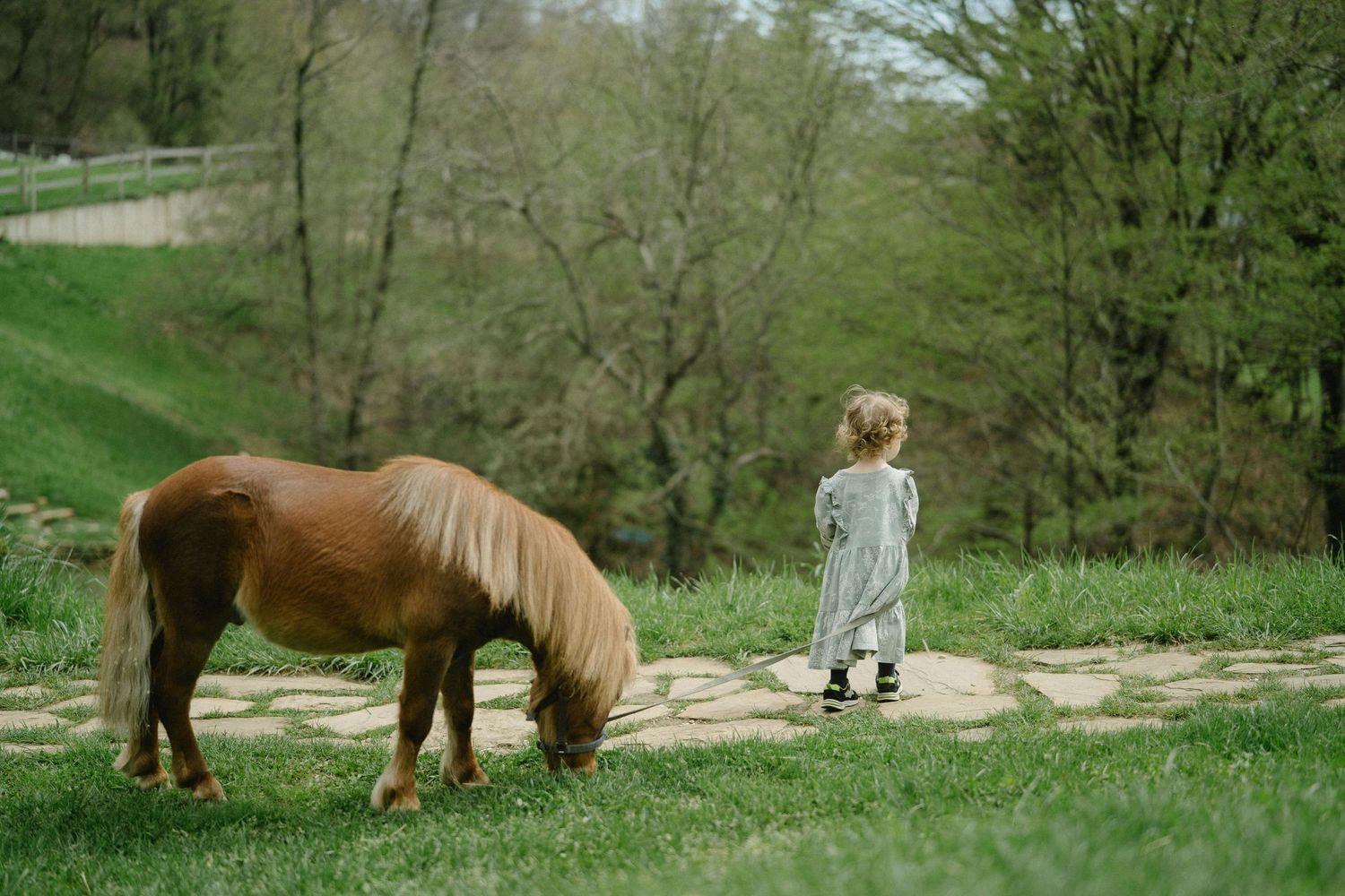 San Tan Valley Arizona Family Photography  Brown horses grazing peacefully in a green spring meadow.