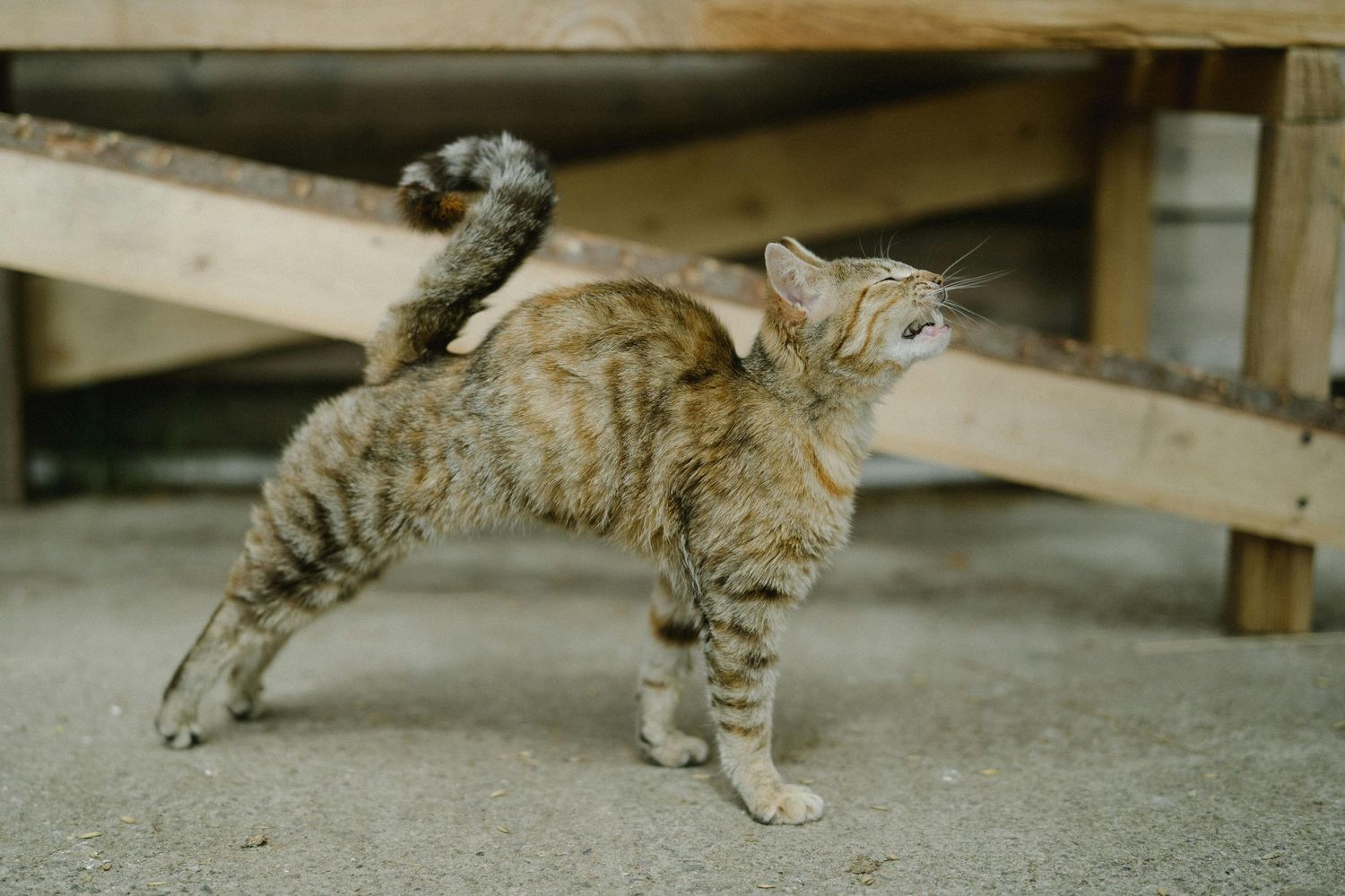 Jerome Arizona Family Photography A striped tabby cat walks along a wooden deck or platform.