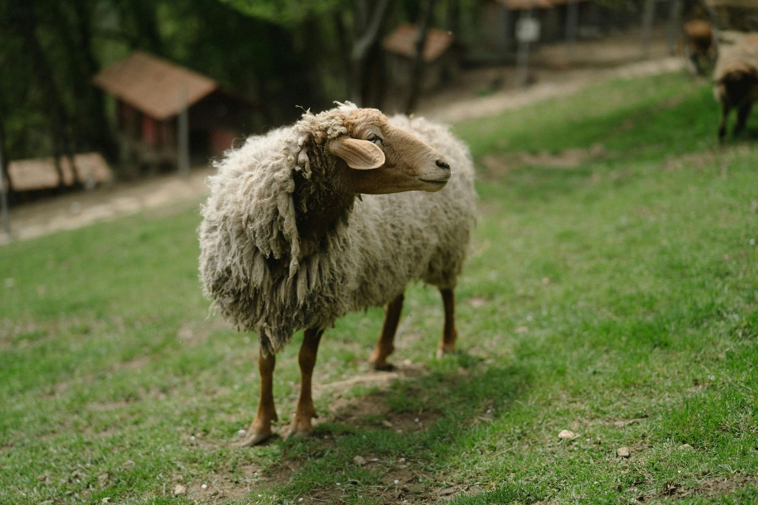 Jerome Arizona Family Photography Sheep grazing on green grass with natural lighting and pastoral scenery.