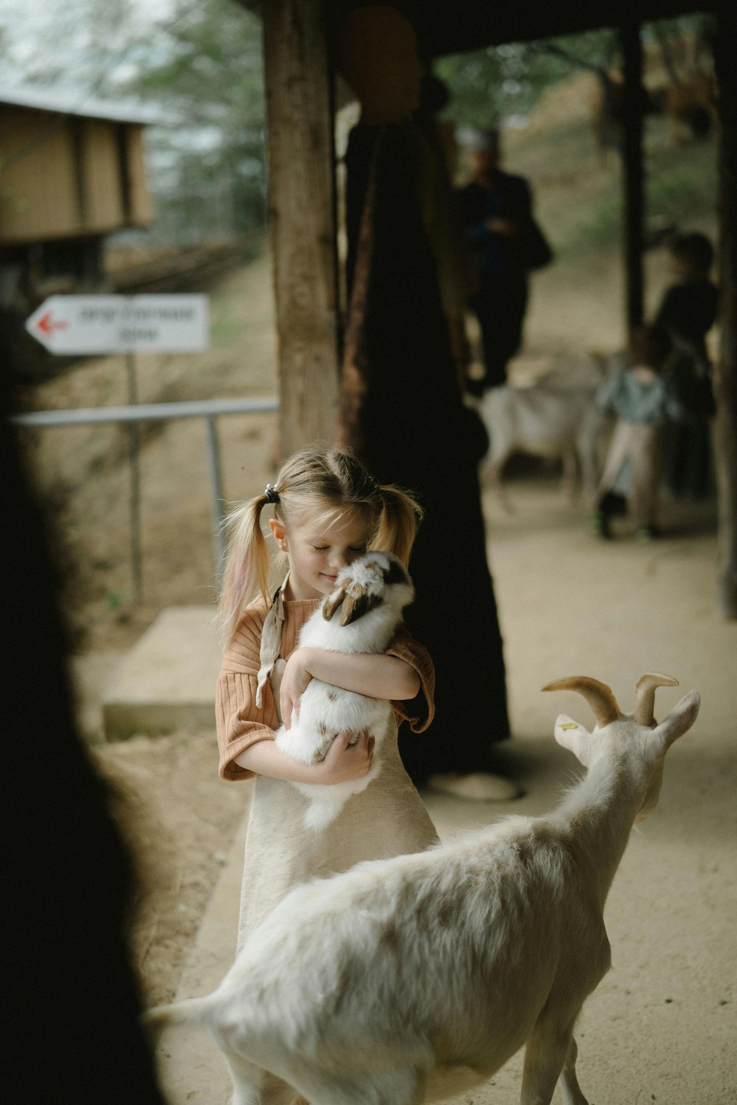 Kingman Arizona Family Photography A white goat leans down to interact with someone in a barn setting.