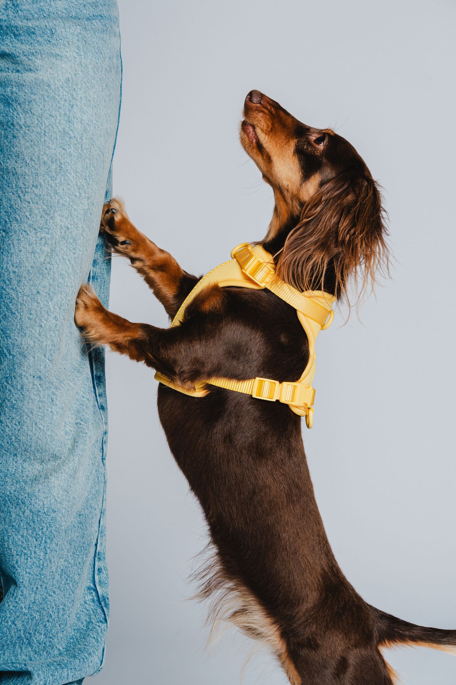 Long-haired dachshund in yellow harness jumping up against light background.