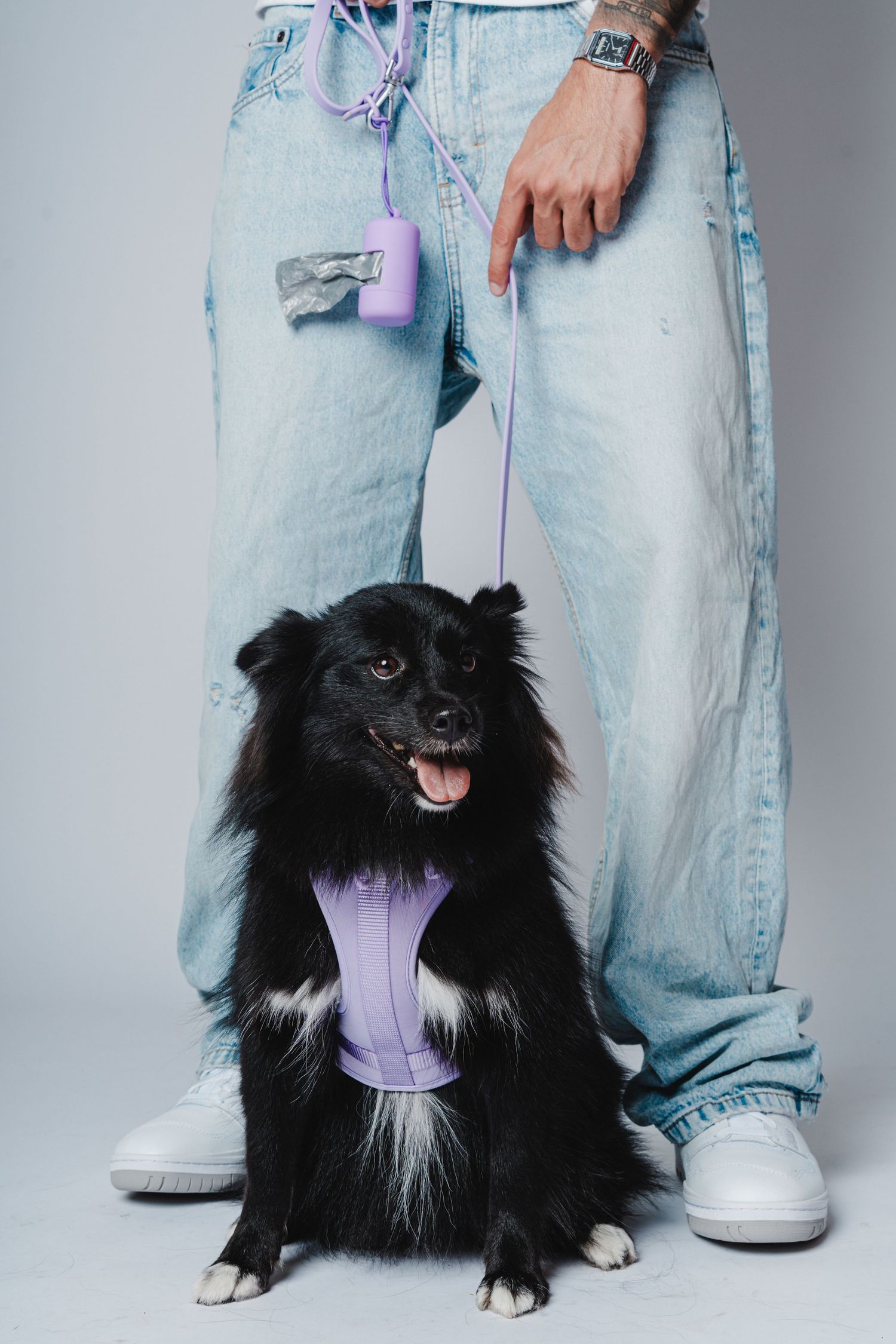 Black fluffy dog with white chest wearing purple harness next to person in light jeans.