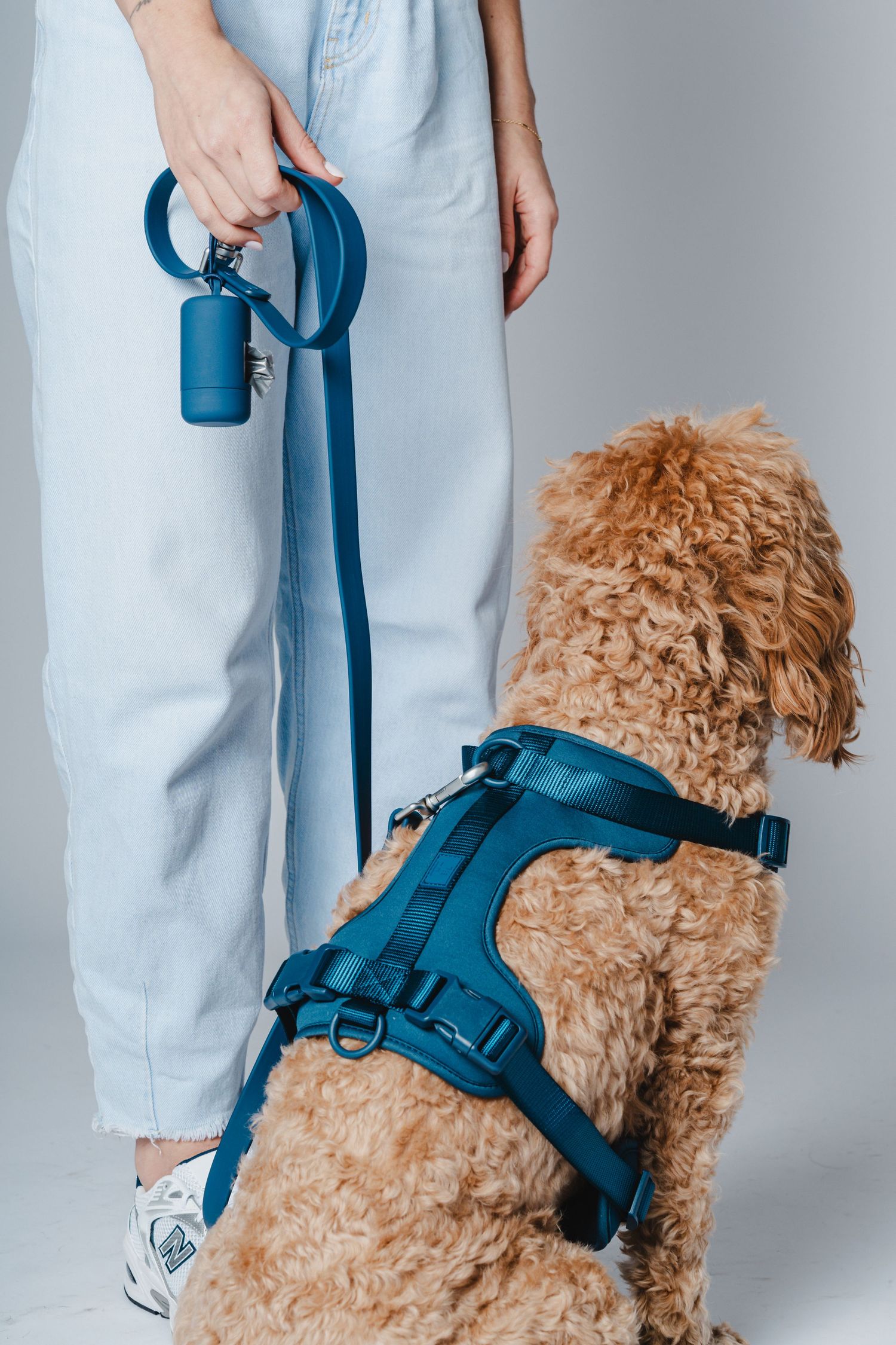 Goldendoodle dog wearing blue harness photographed against white background.