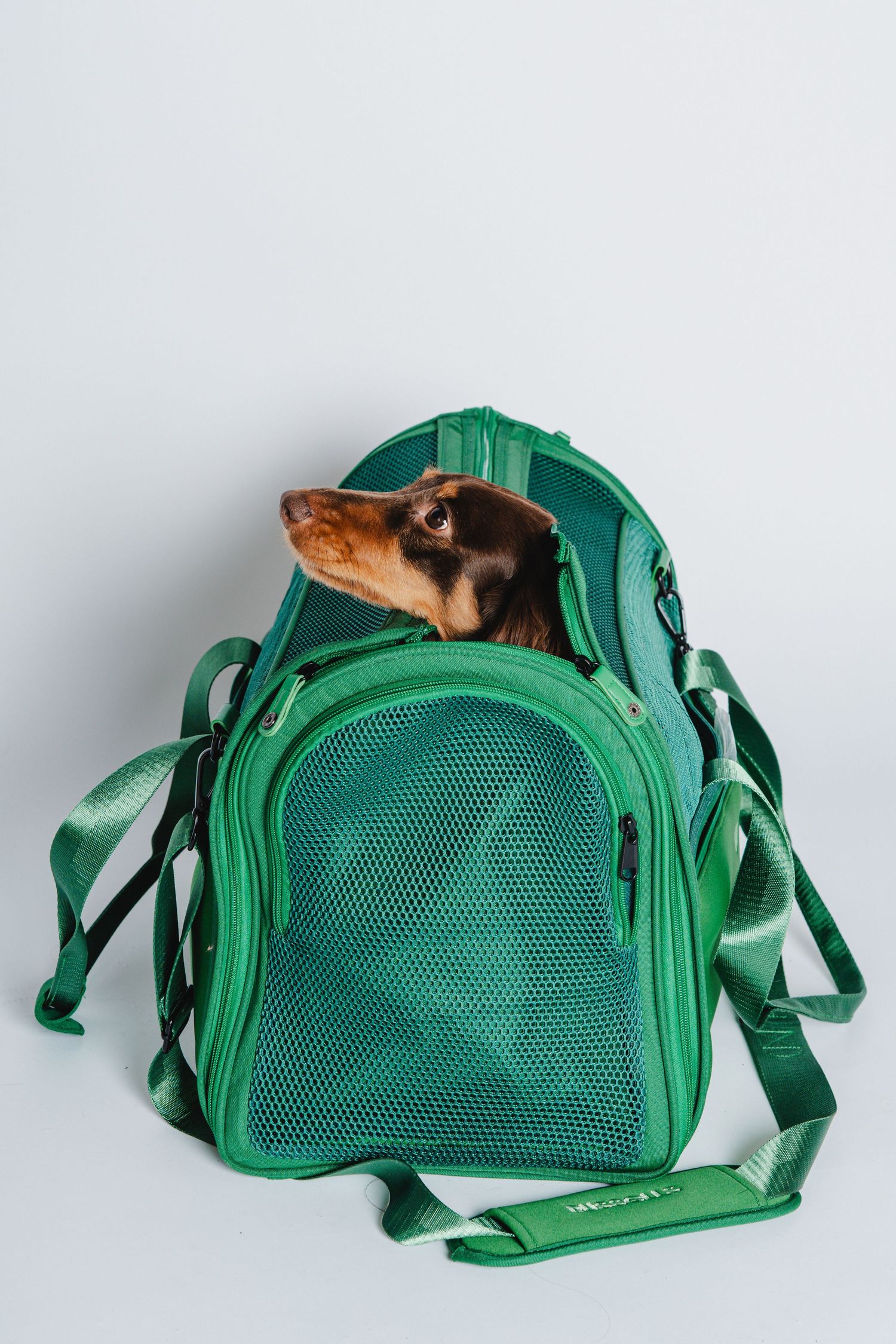 Small pet hamster exploring and climbing on a green mesh pet carrier bag.