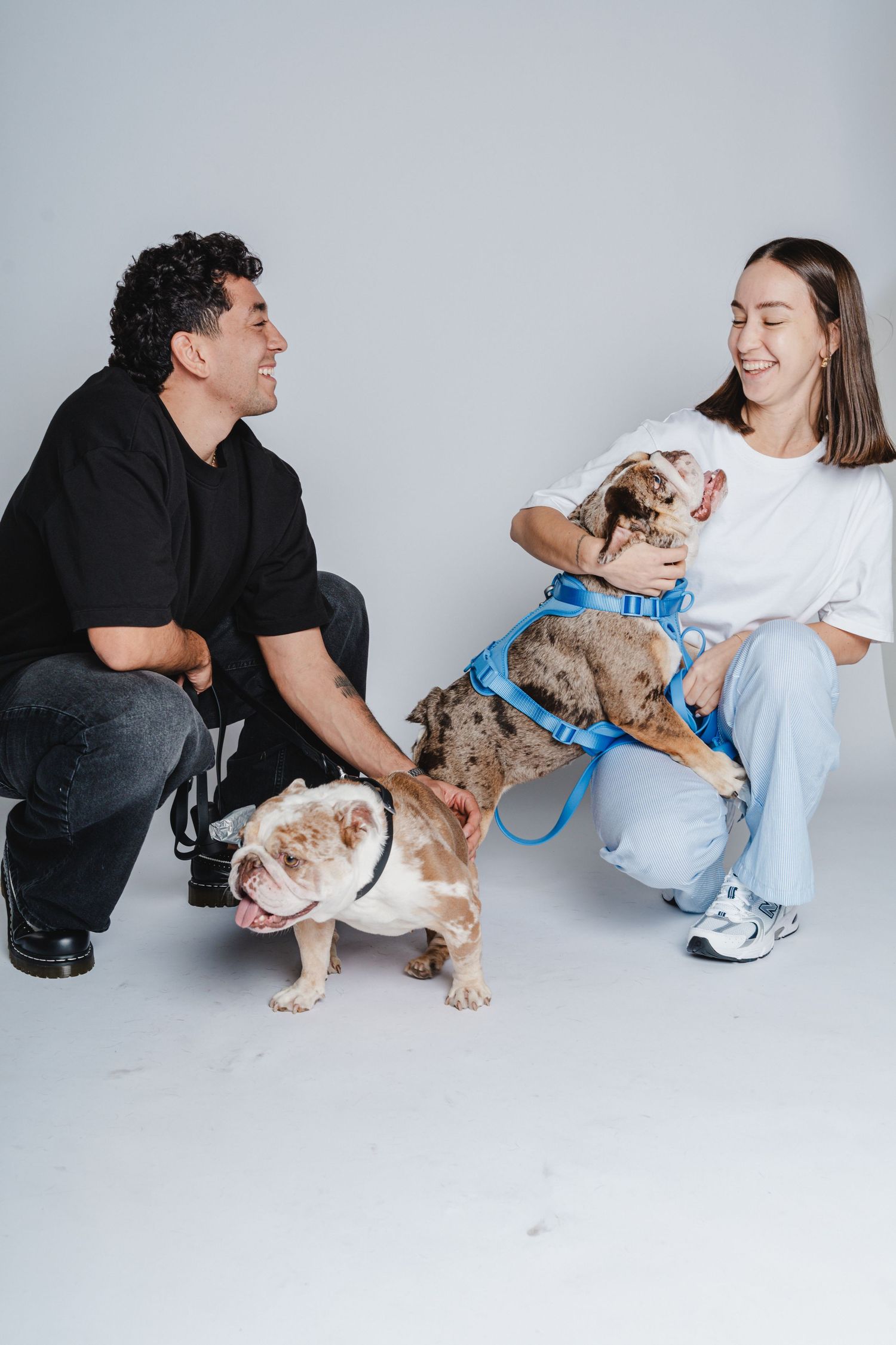 A curly-haired dog wearing a blue harness being photographed in a studio setting.