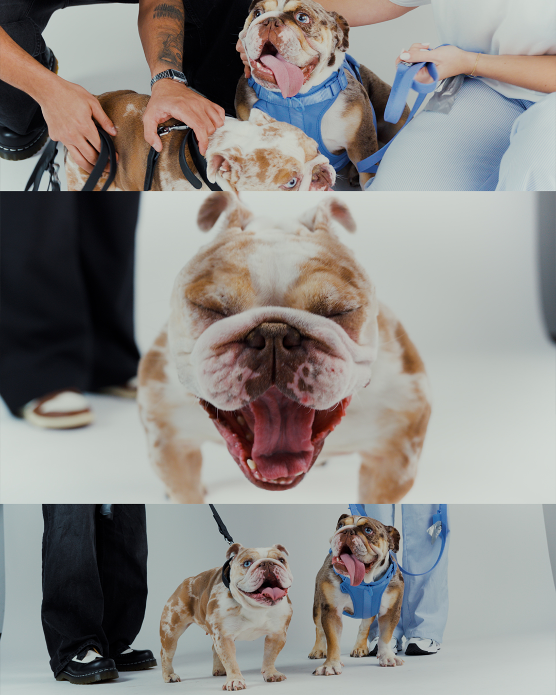 Happy bulldog with tongue out posing with other dogs in studio setting.