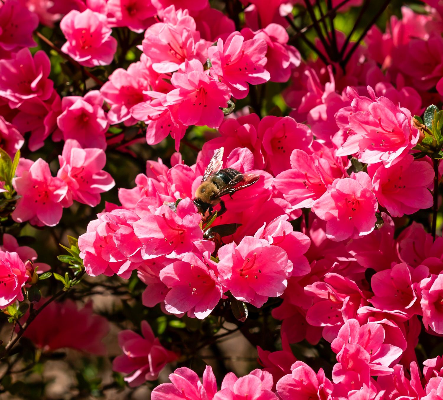 Vibrant pink azalea flowers in full bloom creating a stunning floral display.