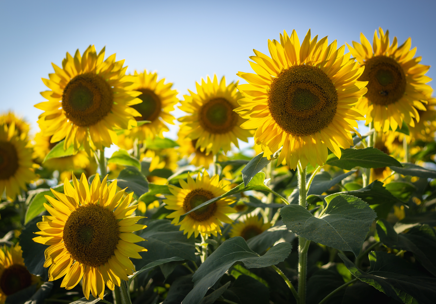Hunter Valley Sunflower  Photography Sessions. Yellow sunflowers stretching across a field against a bright blue summer sky.