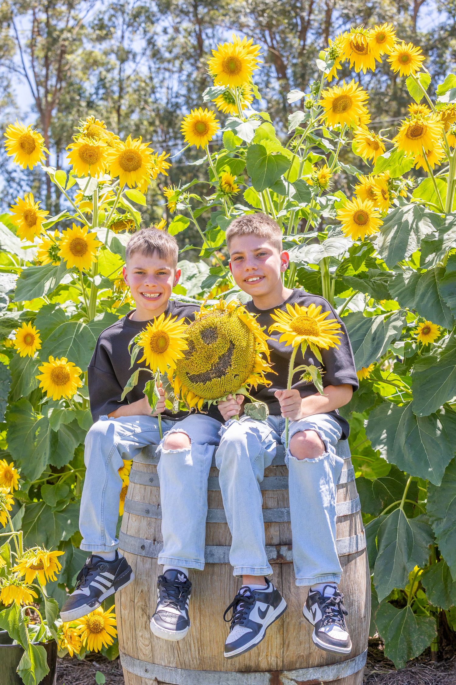 Two young boys sit on a wooden fence in front of a vibrant field of tall blooming sunflowers on a sunny day.