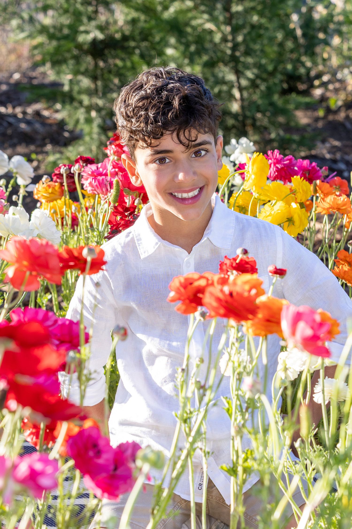 Colorful gerbera daisies bloom in vibrant reds, pinks and yellows in a garden setting.