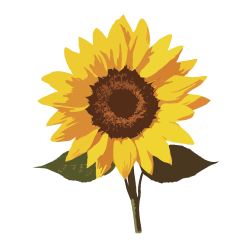 Row of bright yellow sunflowers isolated on white background showing different angles and perspectives.