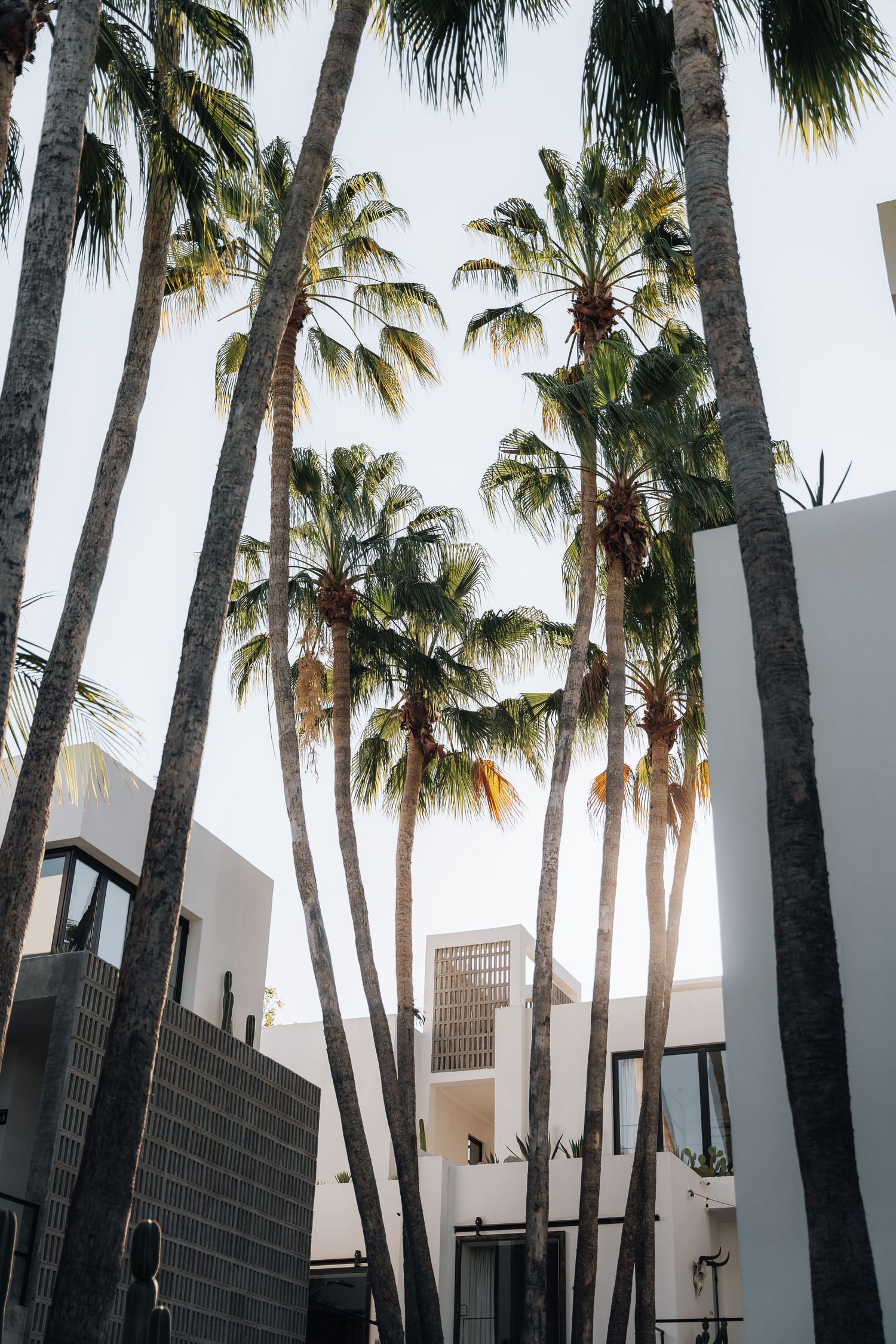 Modern architectural building framed by tall palm trees against bright sky.