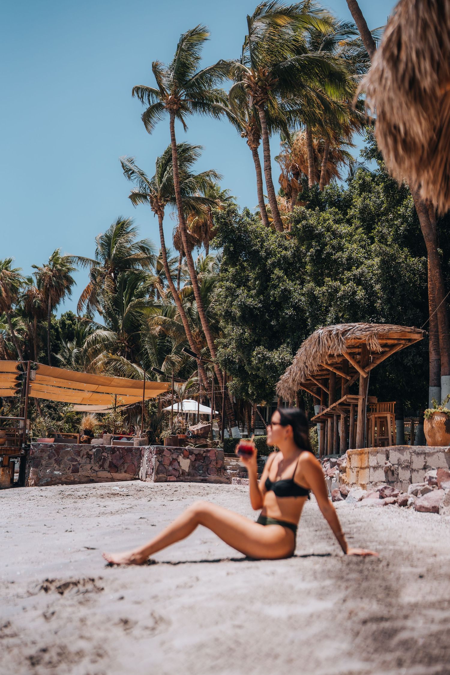 Scenic tropical beach with palm trees swaying in the wind on a sunny day.
