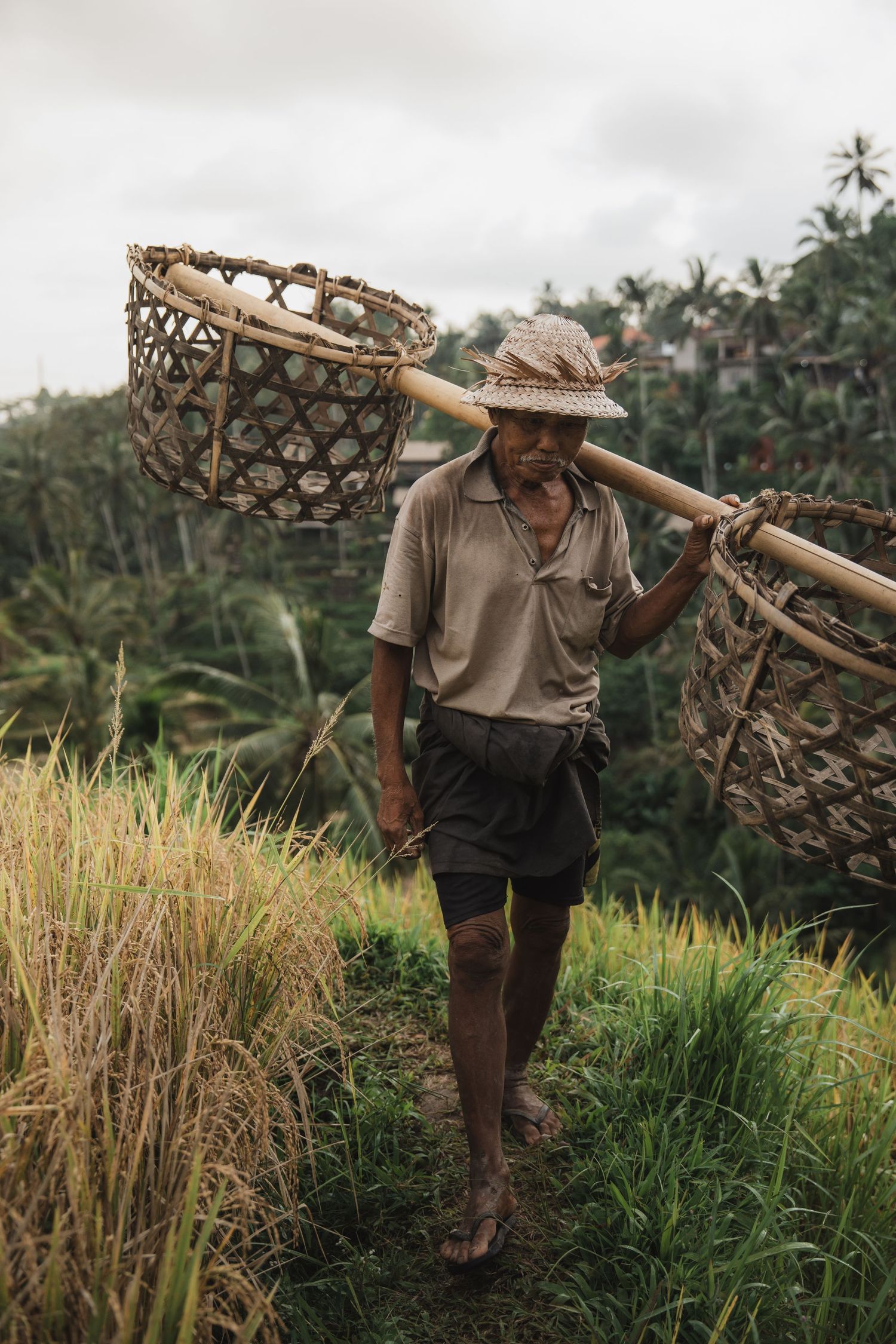 Farmer walking through rice paddies carrying traditional harvest basket.