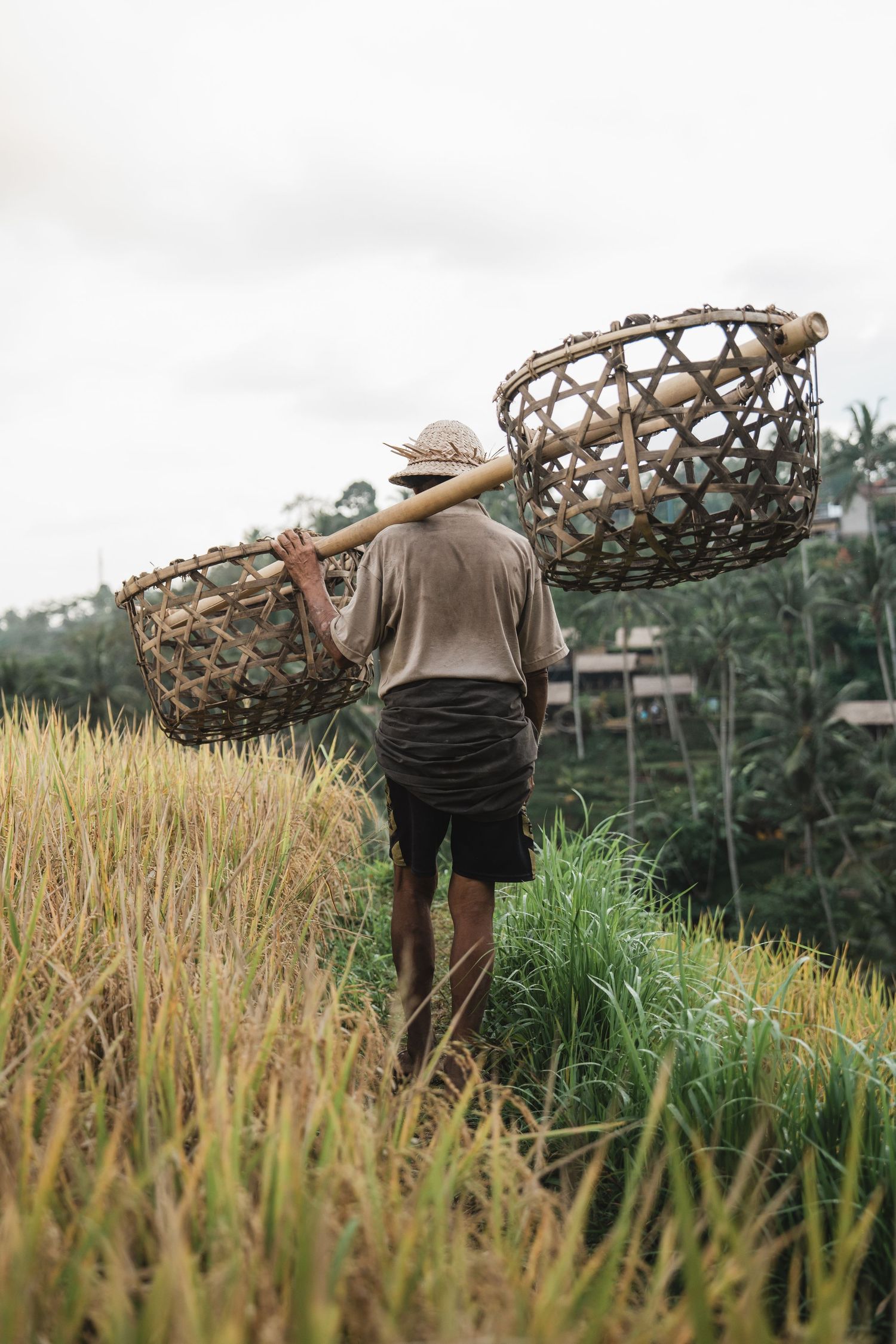Worker carrying traditional woven basket through terraced rice fields.