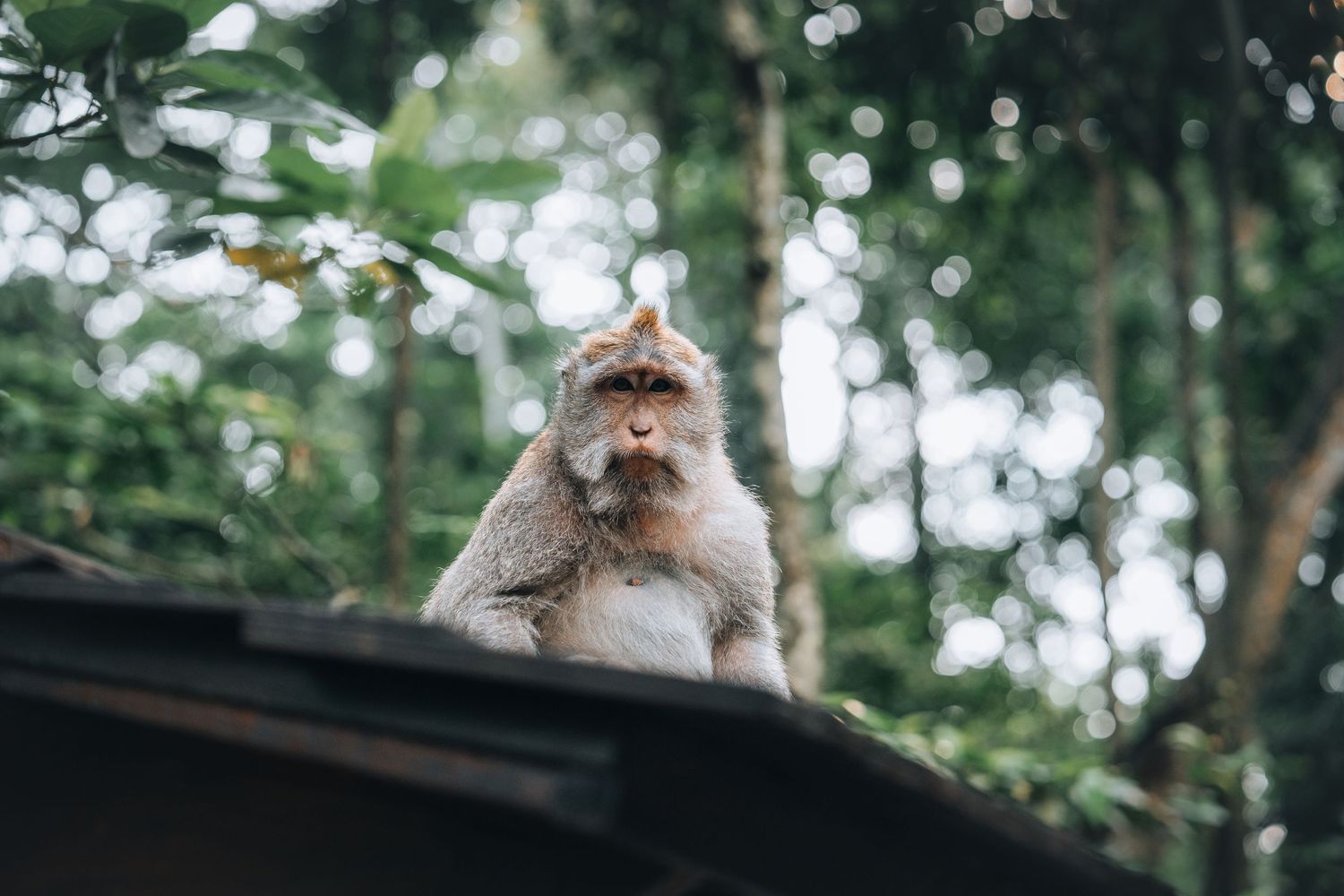 Curious monkeys perched on wooden railings in a tropical forest setting.