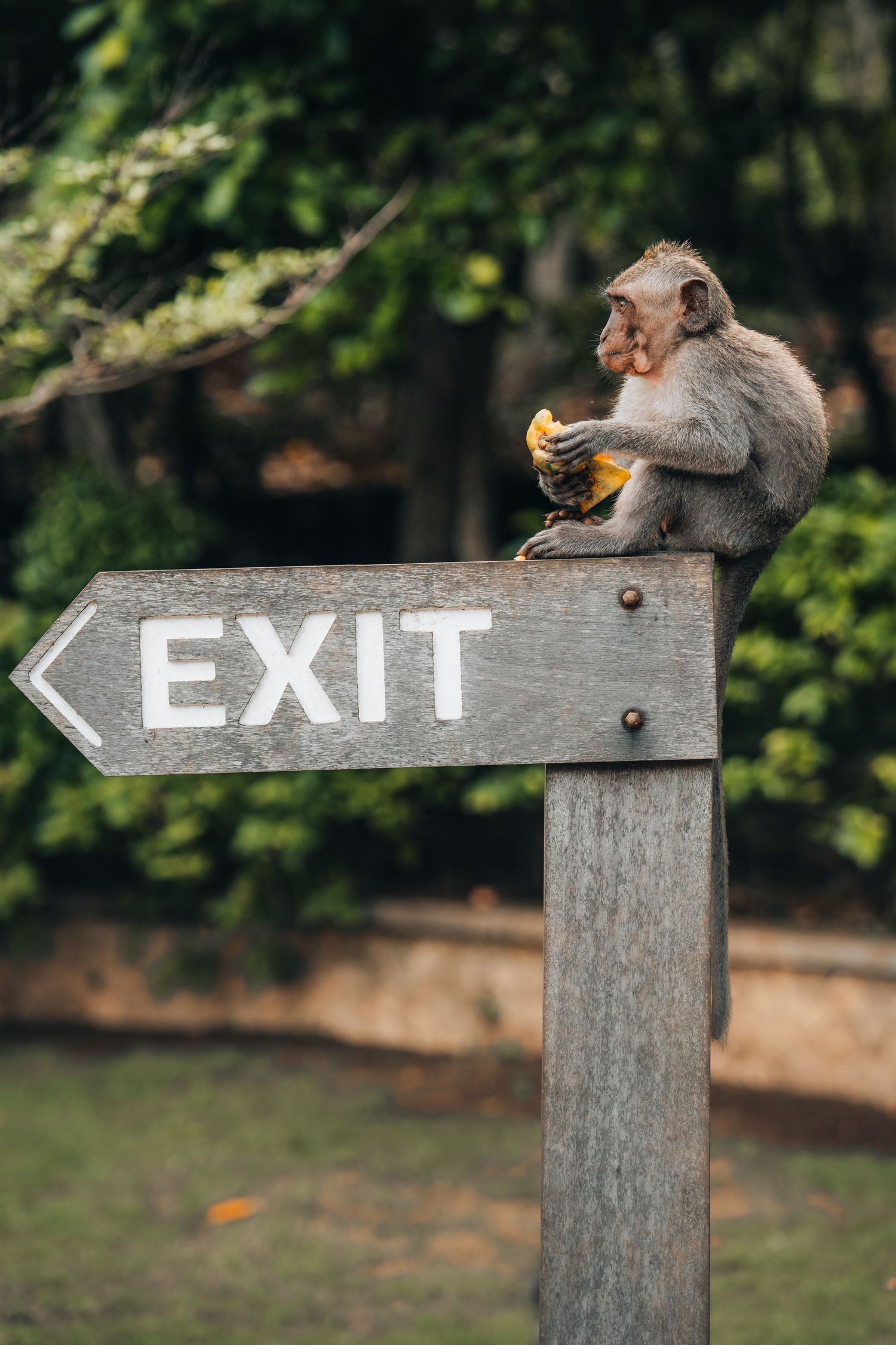 Monkeys snacking on an exit sign in natural forest setting.