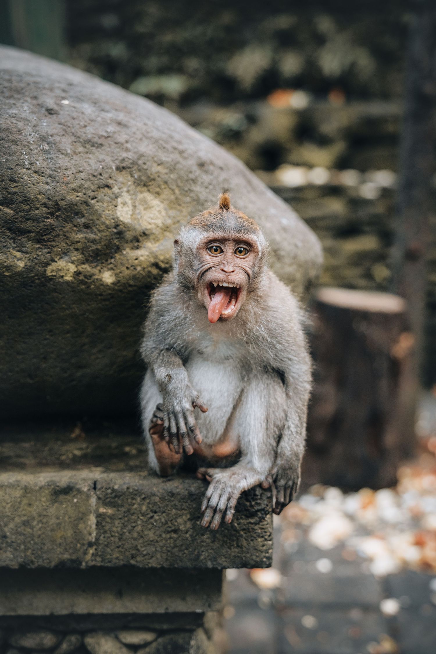 Grey macaque monkey showing aggressive expression while sitting on stone.
