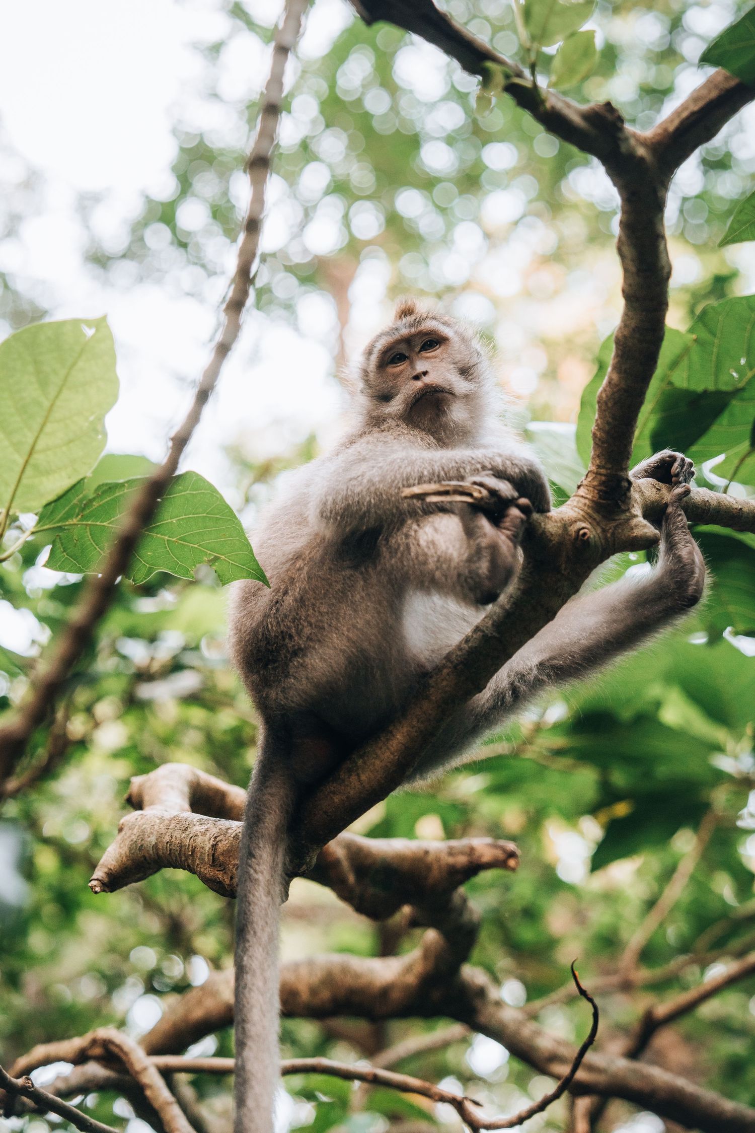Wild monkey resting on tree branches surrounded by green foliage.