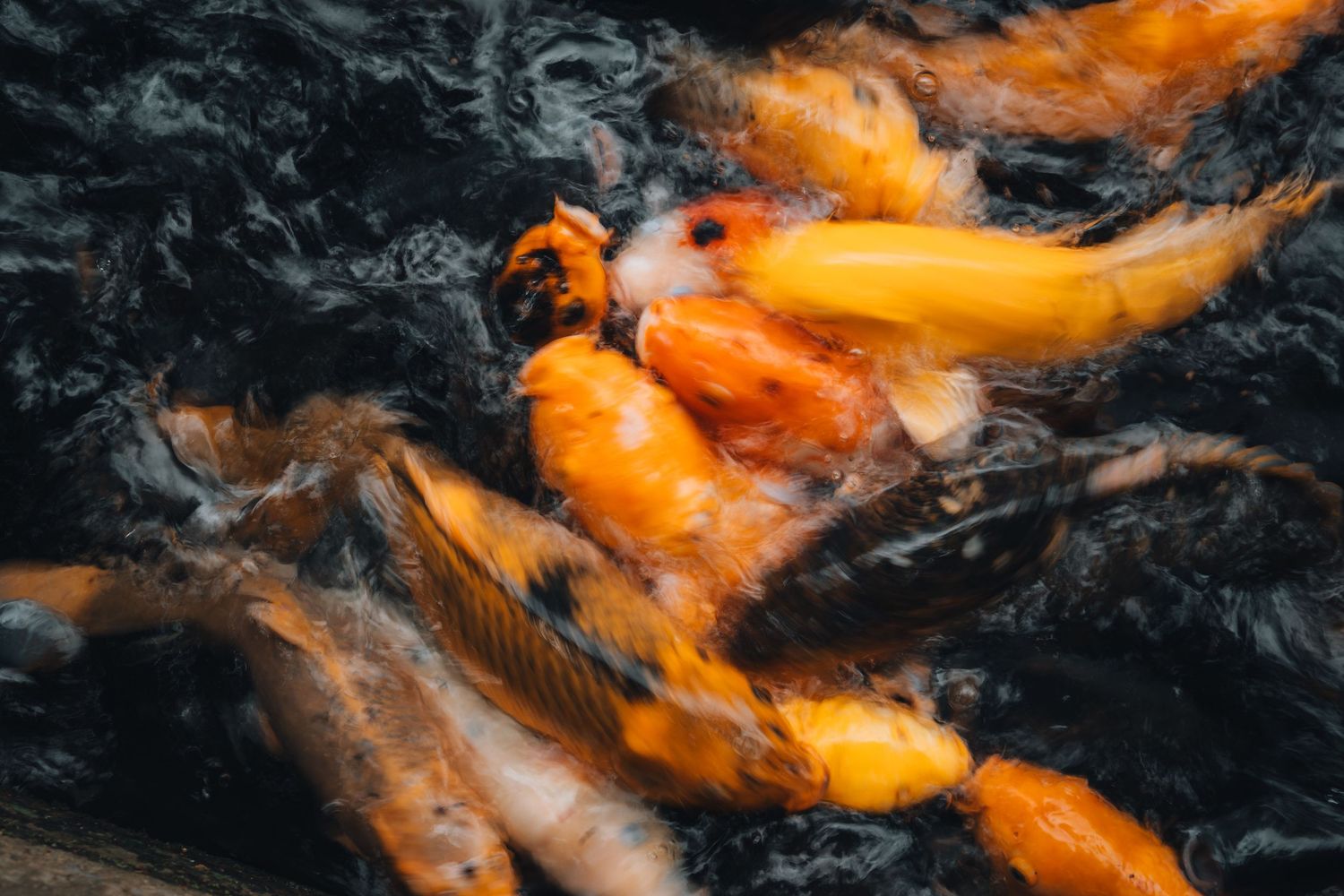 Orange koi fish swimming in dark water creating vibrant ripples and reflections.