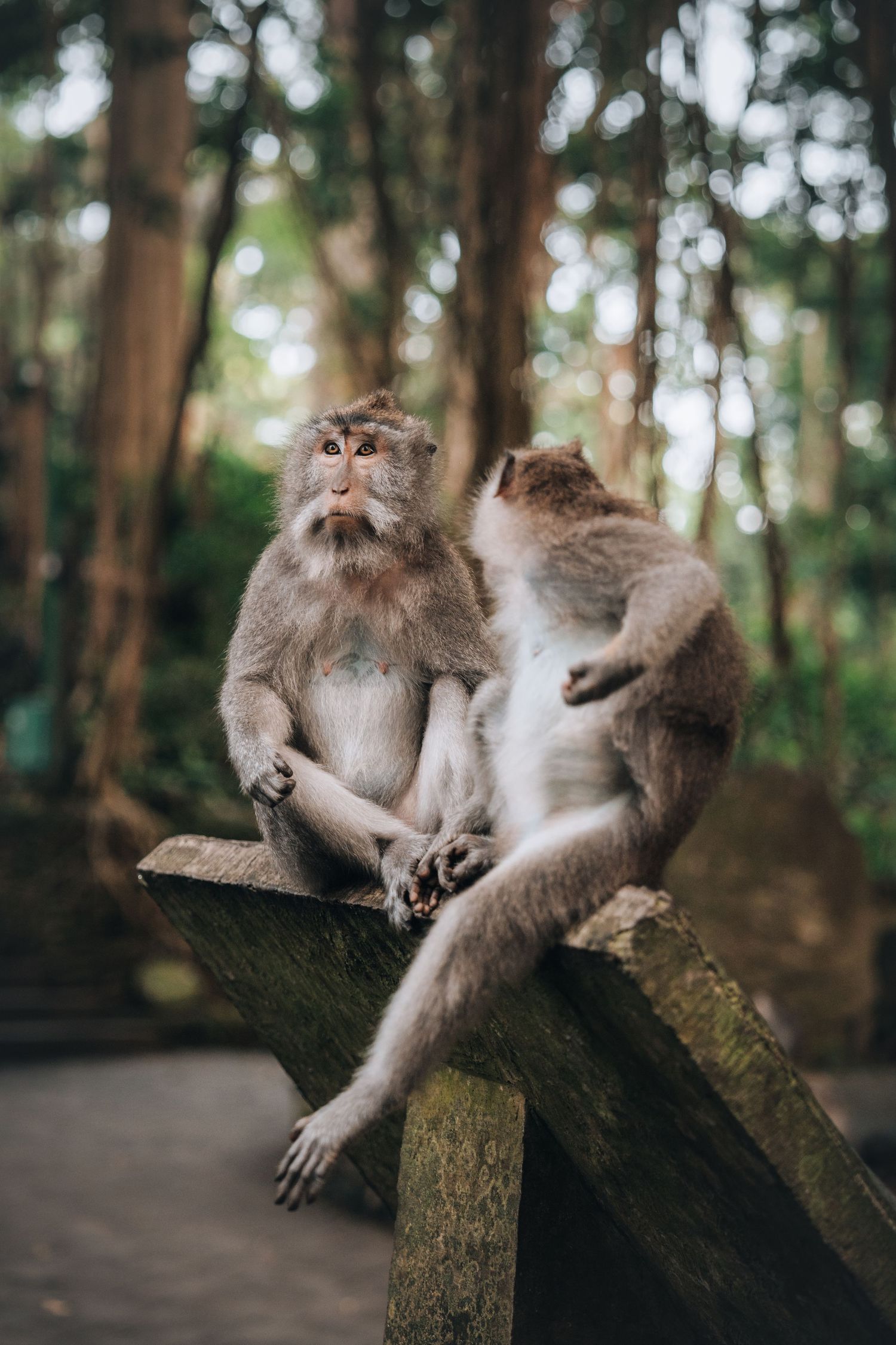 Playful monkey lounging on a stone in a forest setting.