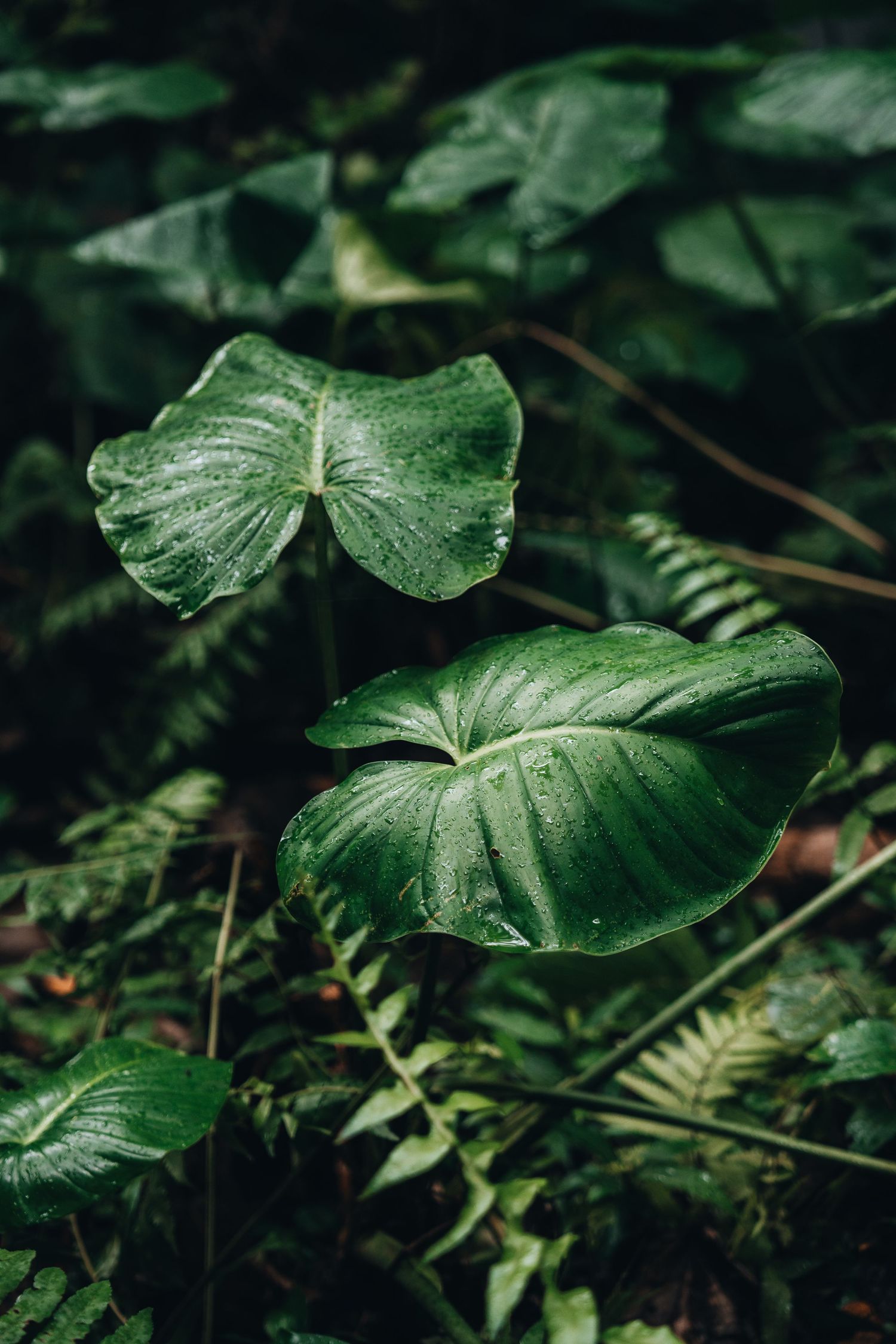 Close-up of large tropical green leaves with water droplets in rainforest setting.