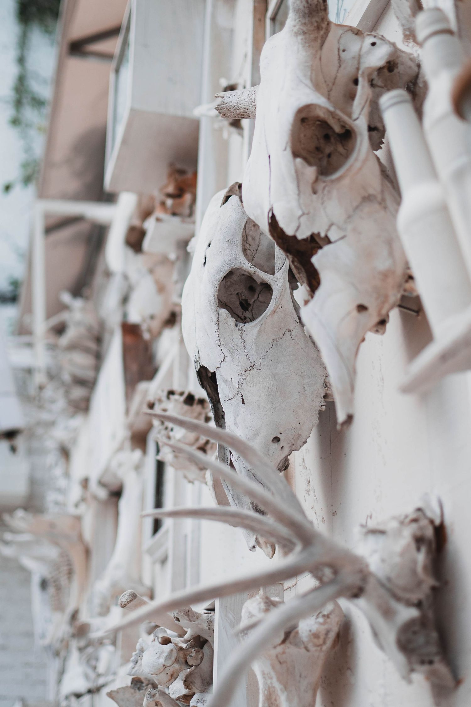 Close-up of weathered white decorative bones and skulls mounted on wall as art installation.