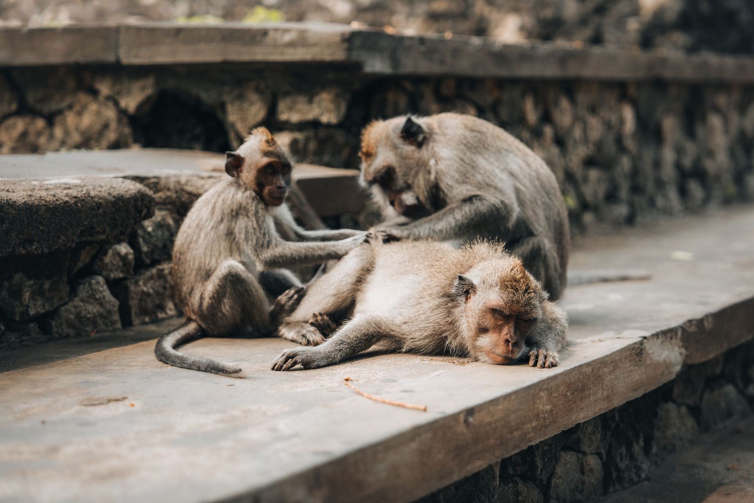 Three monkeys grooming and resting together on a concrete ledge in a casual urban setting.