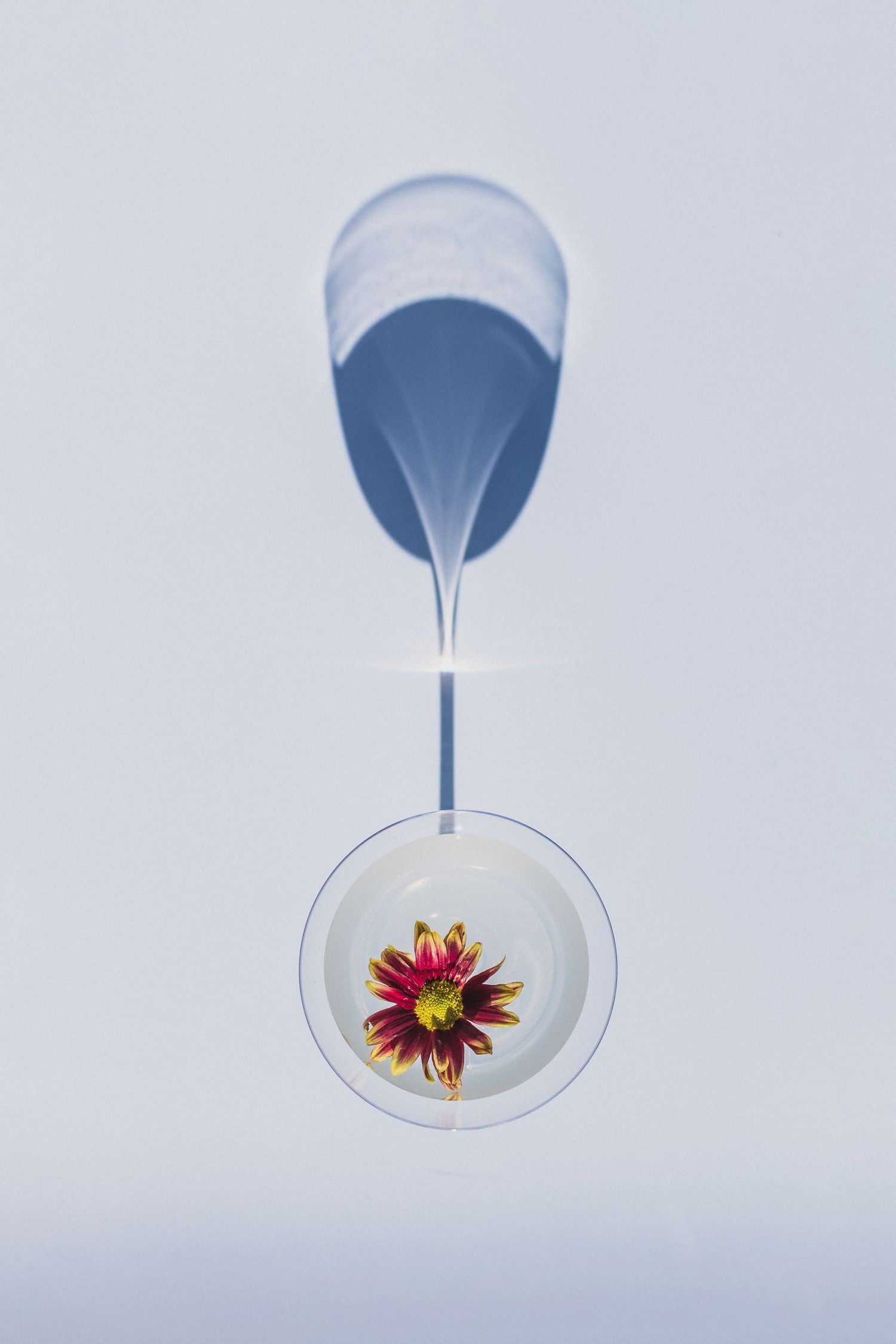 Overhead view of colorful flower in martini glass creating mirror reflection on light background.