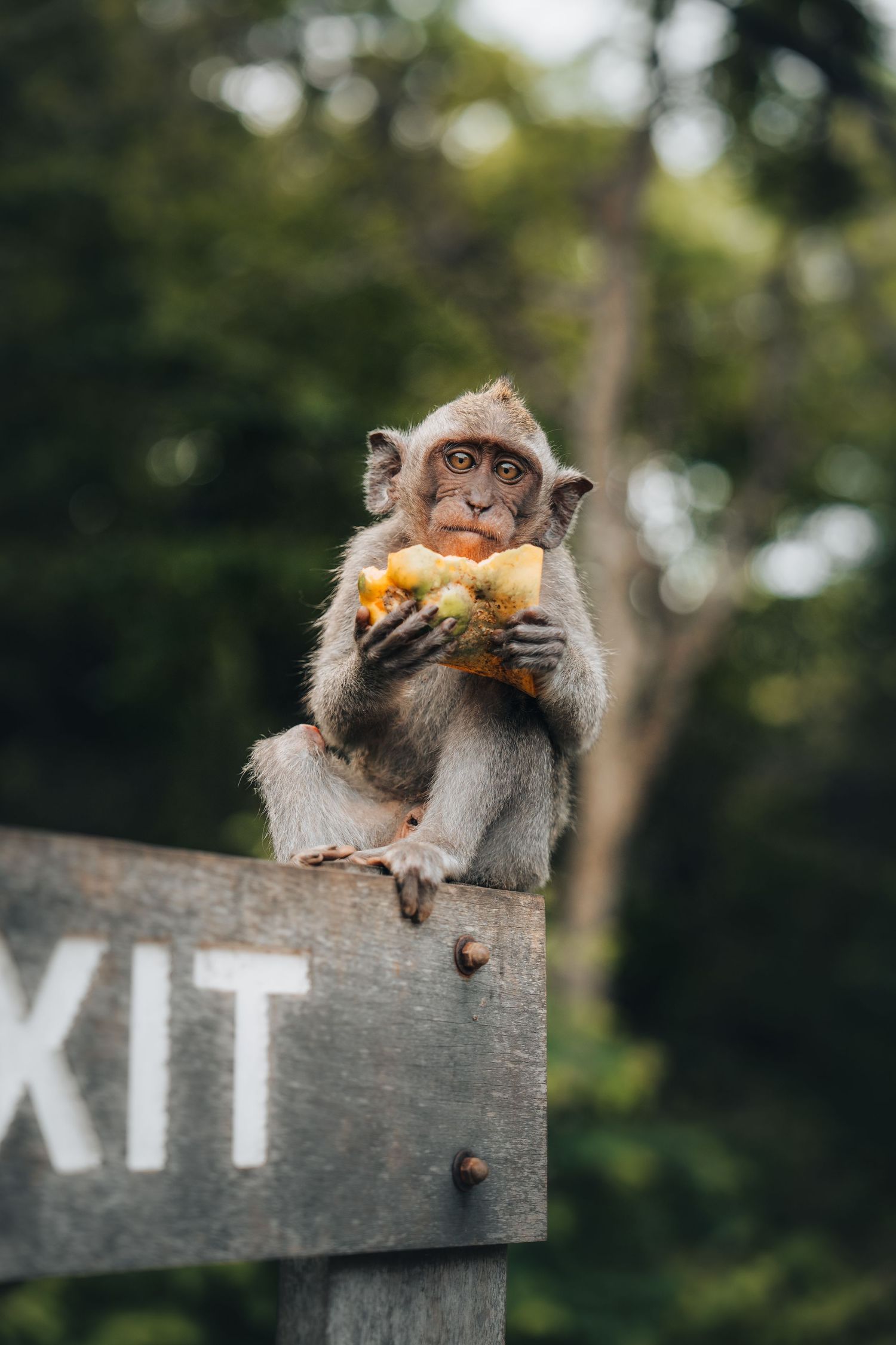 Monkey eating fruit while perched on wooden exit sign.