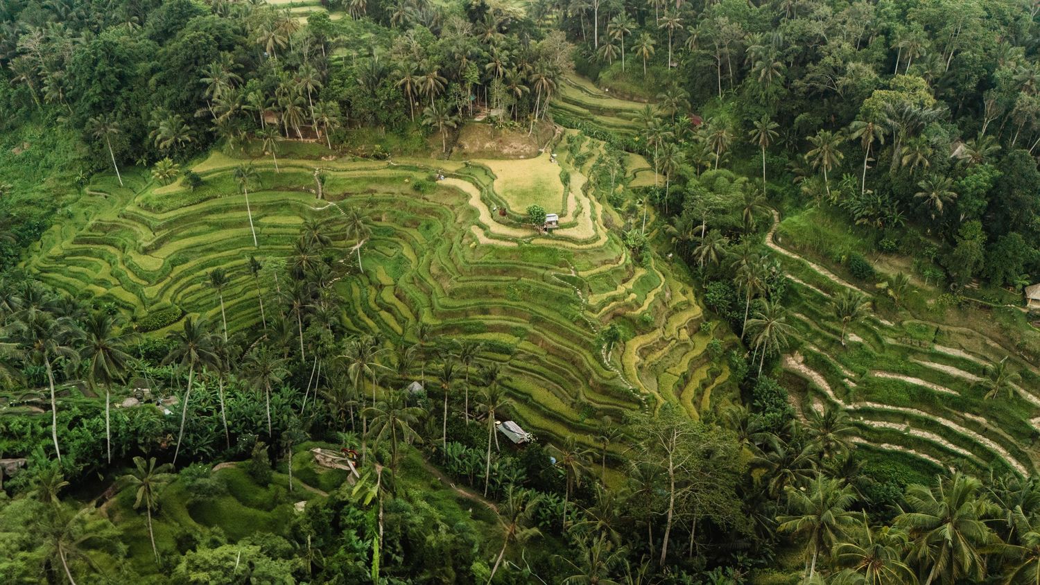 Panoramic view of terraced rice fields and tropical landscape in Bali.